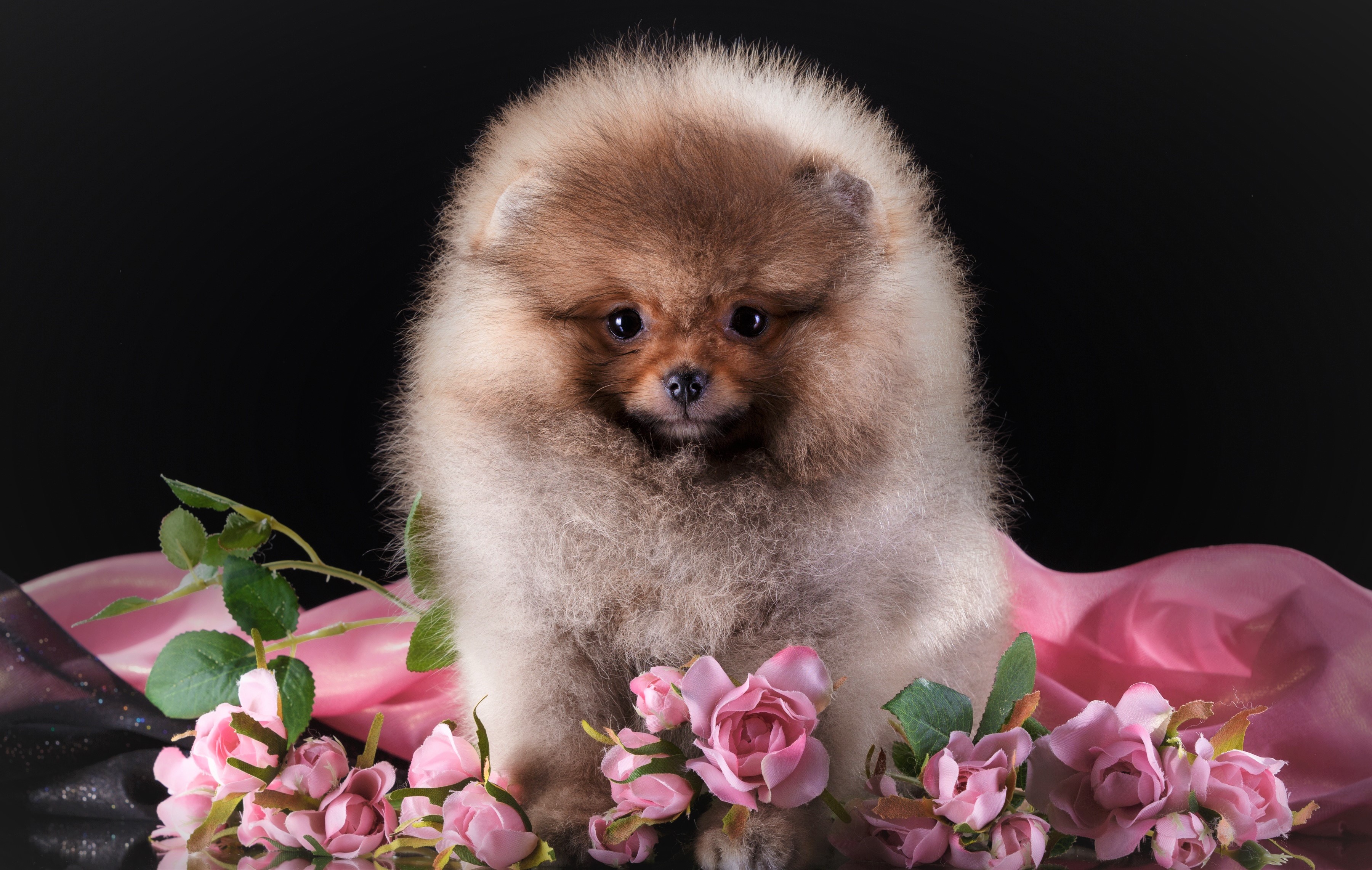 Animal Baby Animal Cute Dog Flower Pet Pink Rose Puppy Rose Spitz 3600x2282