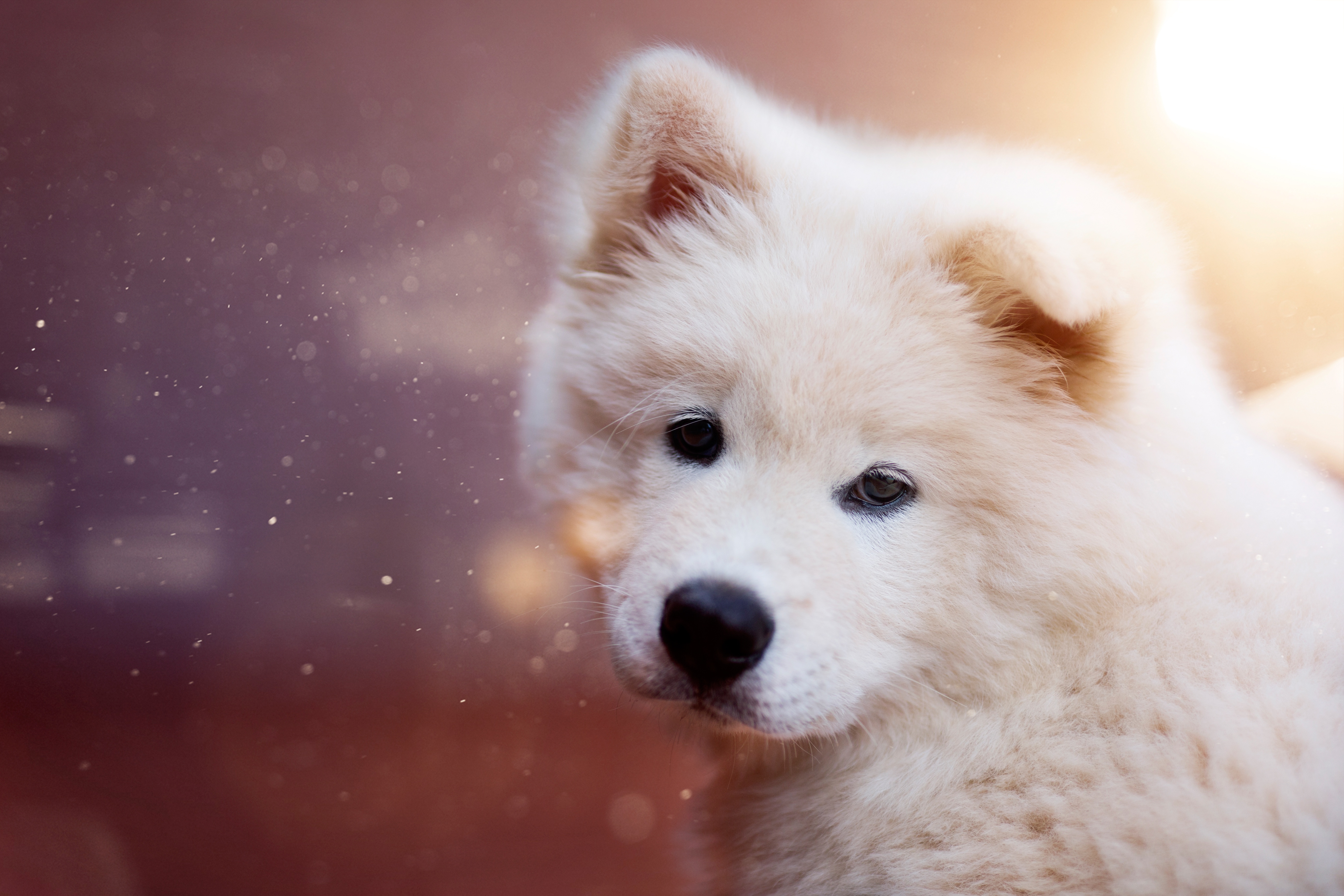 Baby Animal Dog Pet Puppy Samoyed 5472x3648