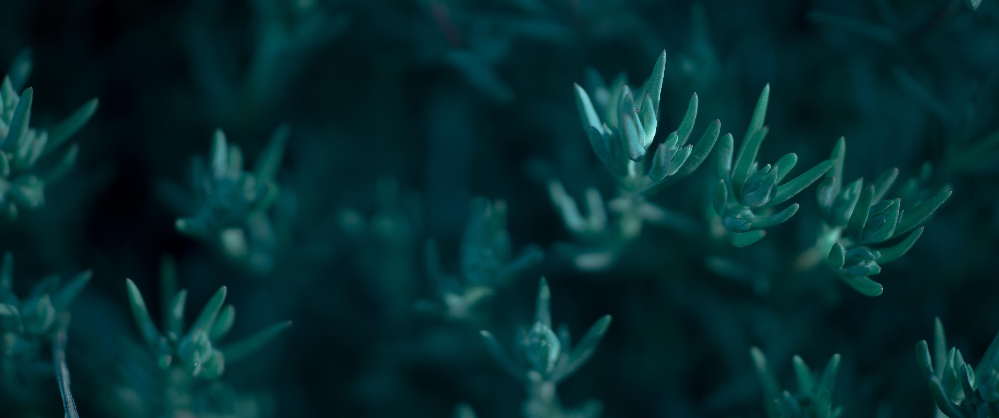 Photography Ultrawide Ultra Wide Plants Succulent 3440x1440