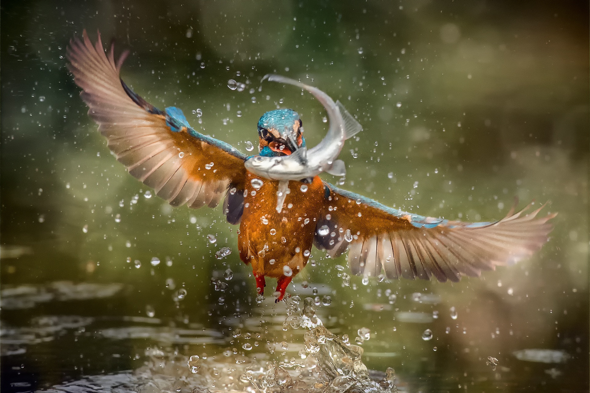 Bird Fish Kingfisher Splash Wildlife 1920x1280
