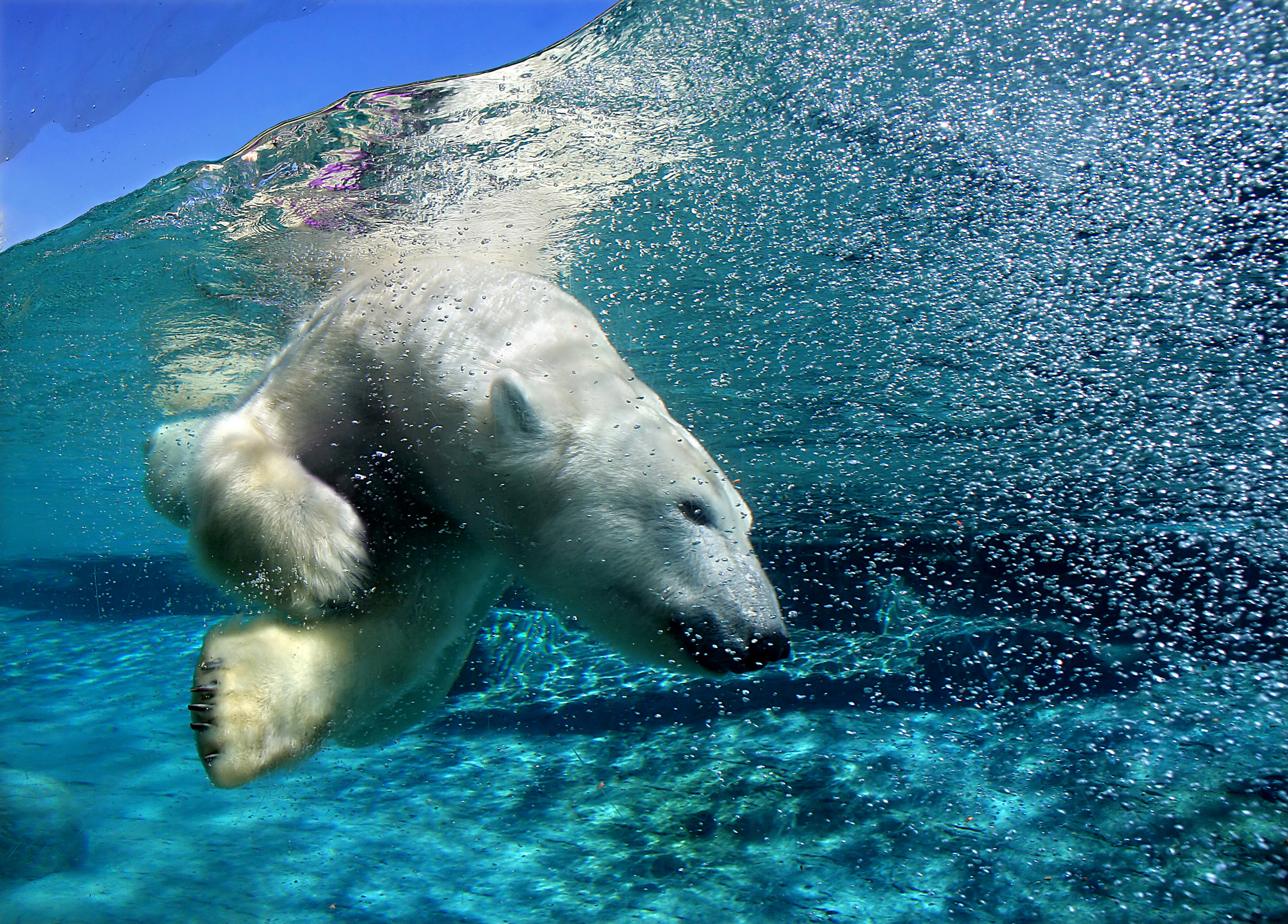 Animal Polar Bear 4089x2934