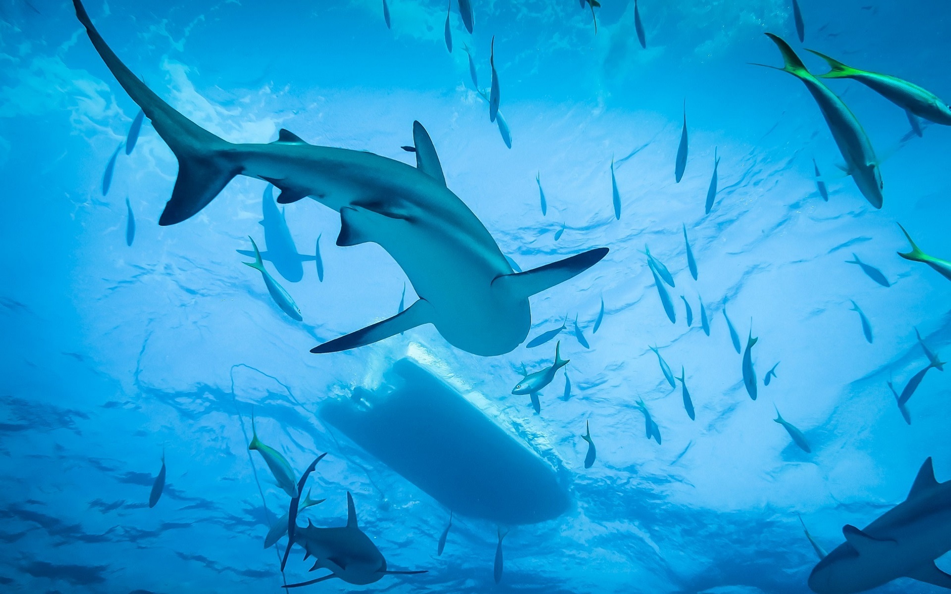 Blue Fish Sea Life Shark Underwater Predator Animal 1920x1200