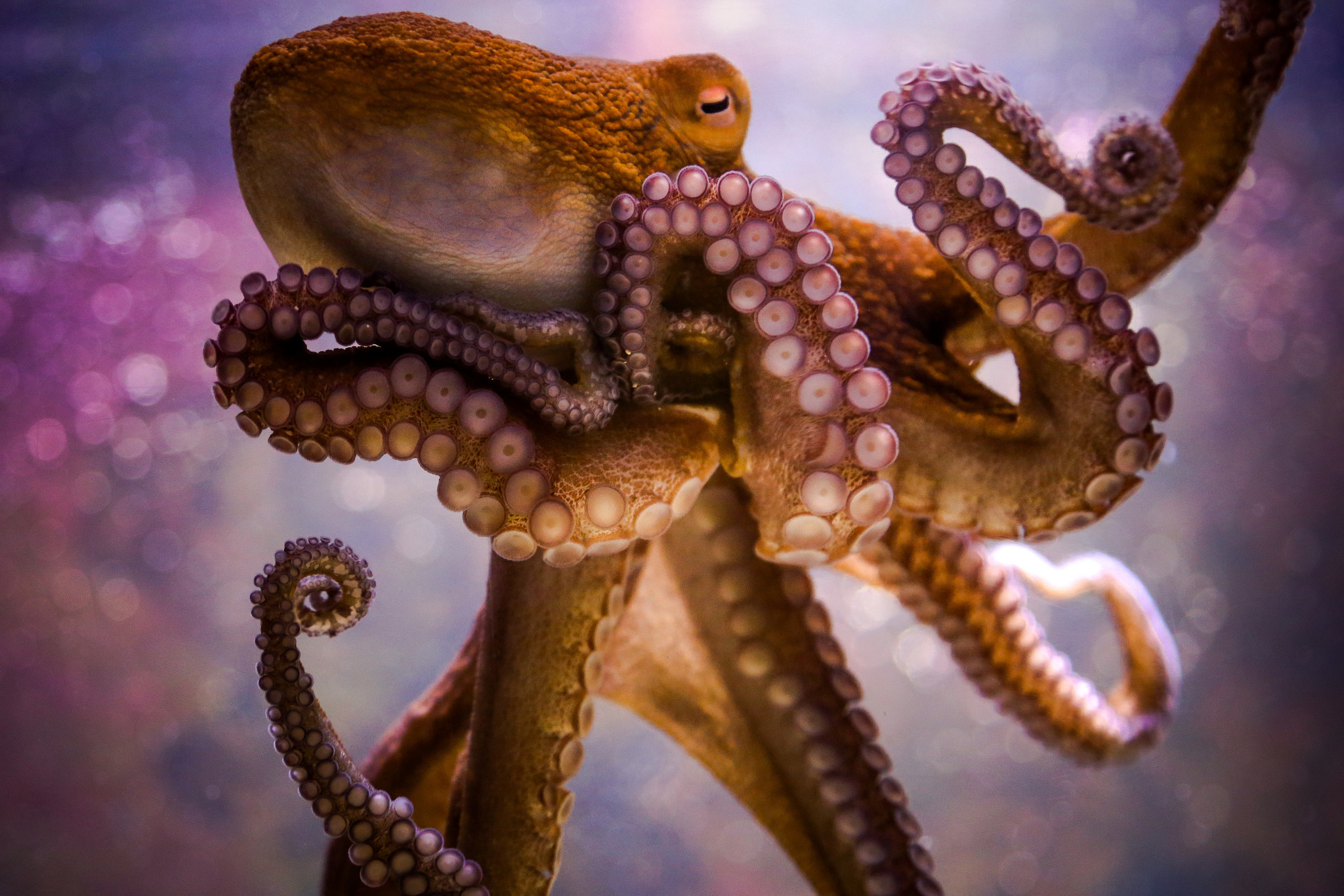 Animal Octopus 2048x1365