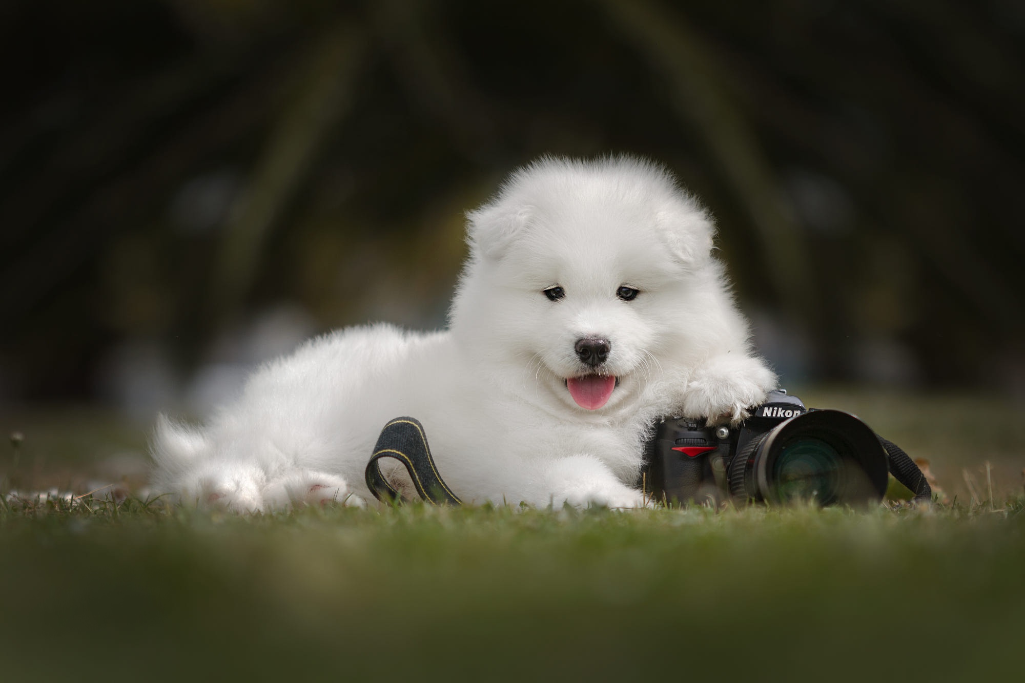 Baby Animal Camera Depth Of Field Dog Pet Puppy Samoyed 2000x1333
