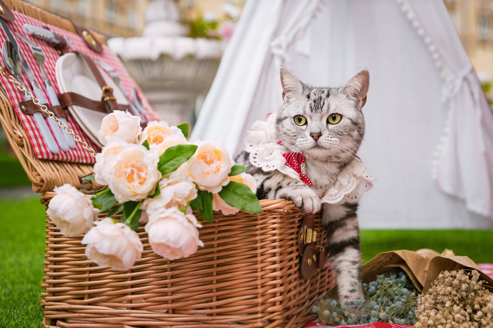 Basket Cat Flower Pet 2048x1365