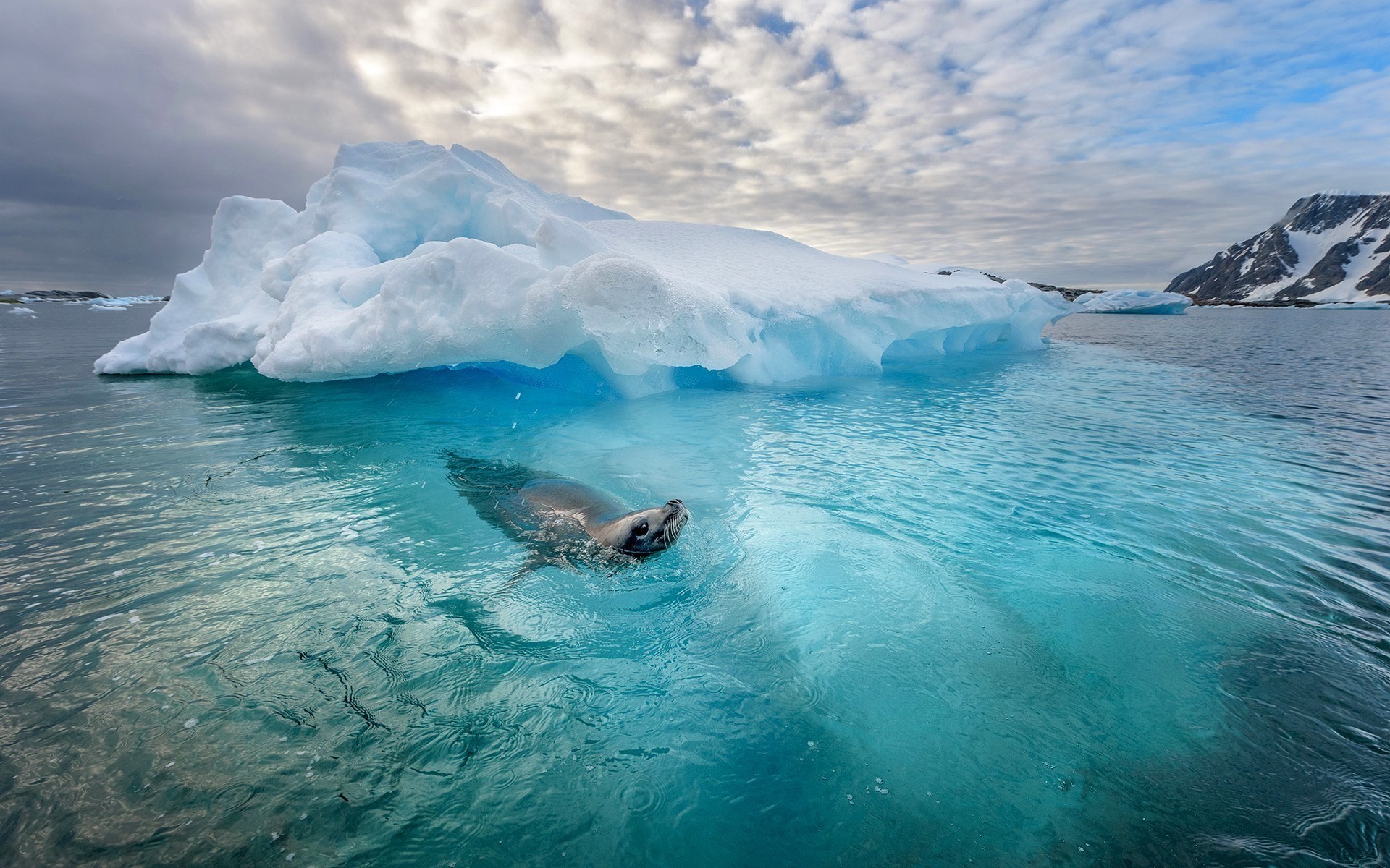 Animal Ice Ocean Sea Seal Snow Wildlife 1920x1200