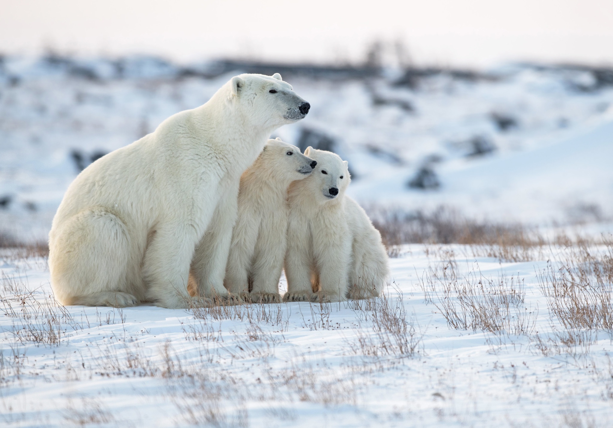 Bear Cub Polar Bear Snow Wildlife 2048x1431