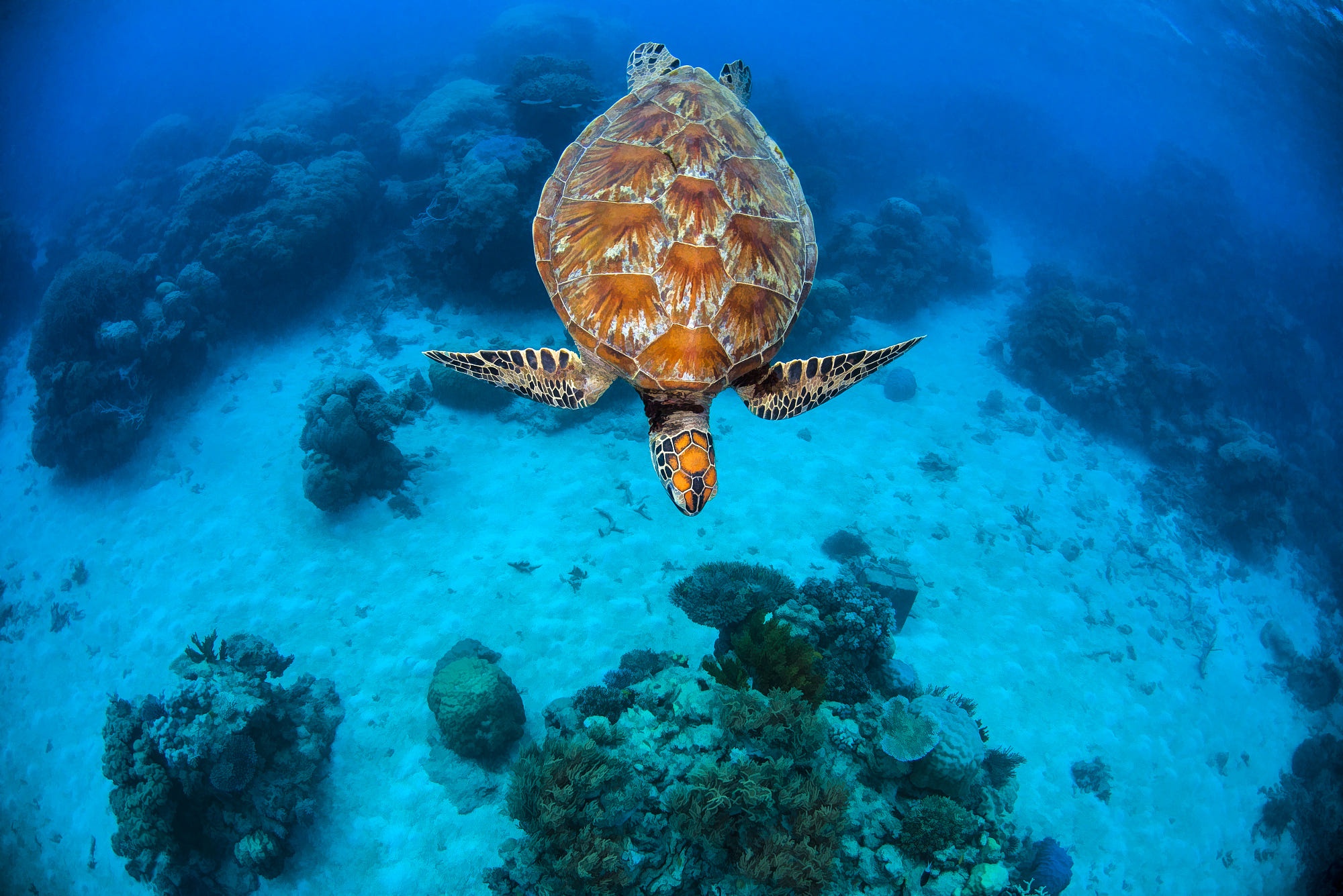 Sea Life Turtle Underwater 2000x1335