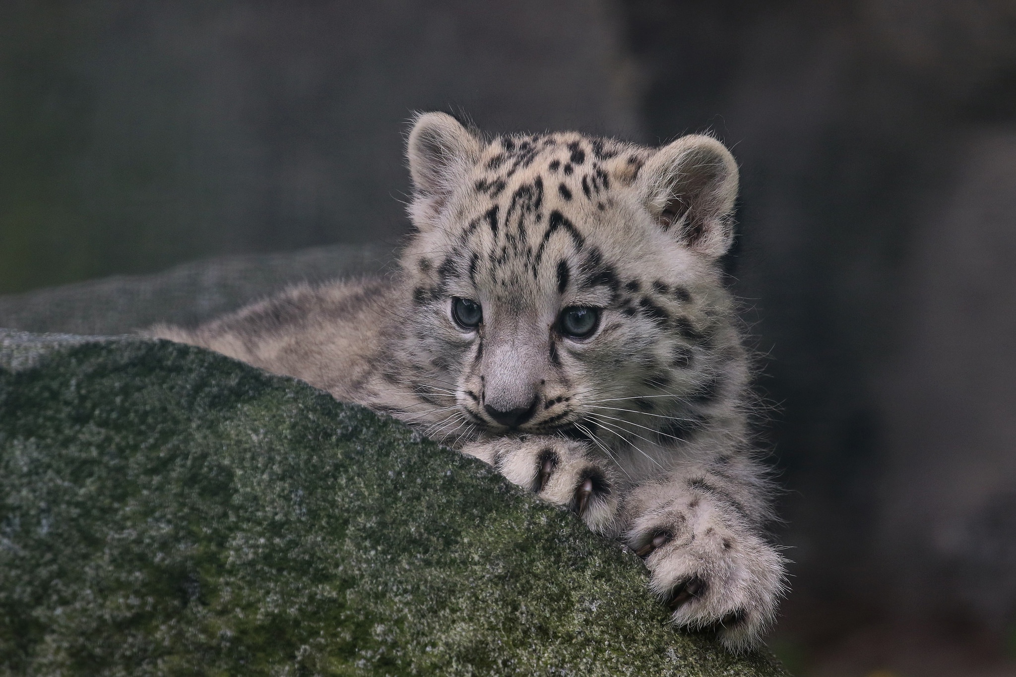 Baby Animal Cub Snow Leopard Wildlife 2048x1365