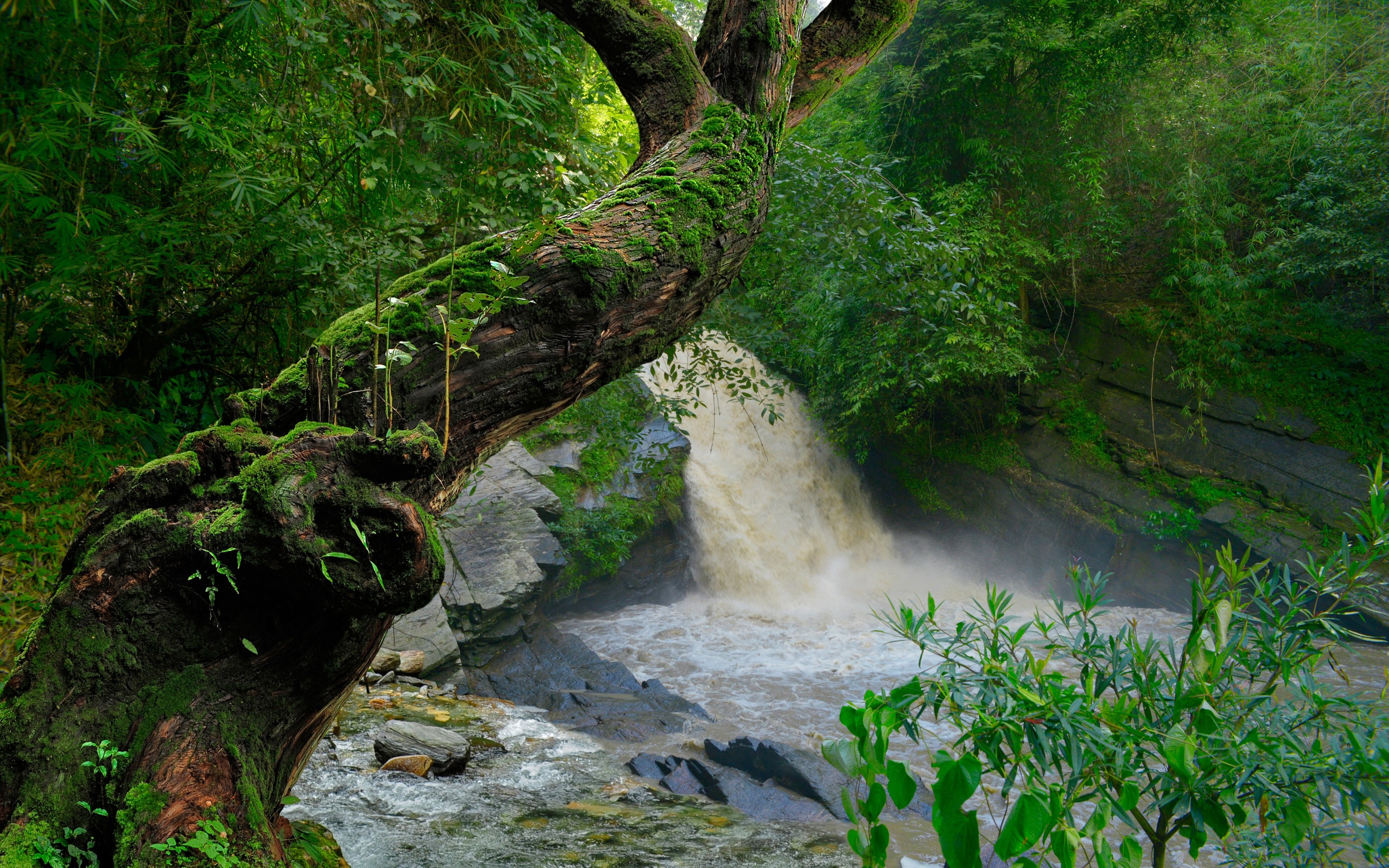 Greenery Moss Nature River Tree Waterfall 2880x1800