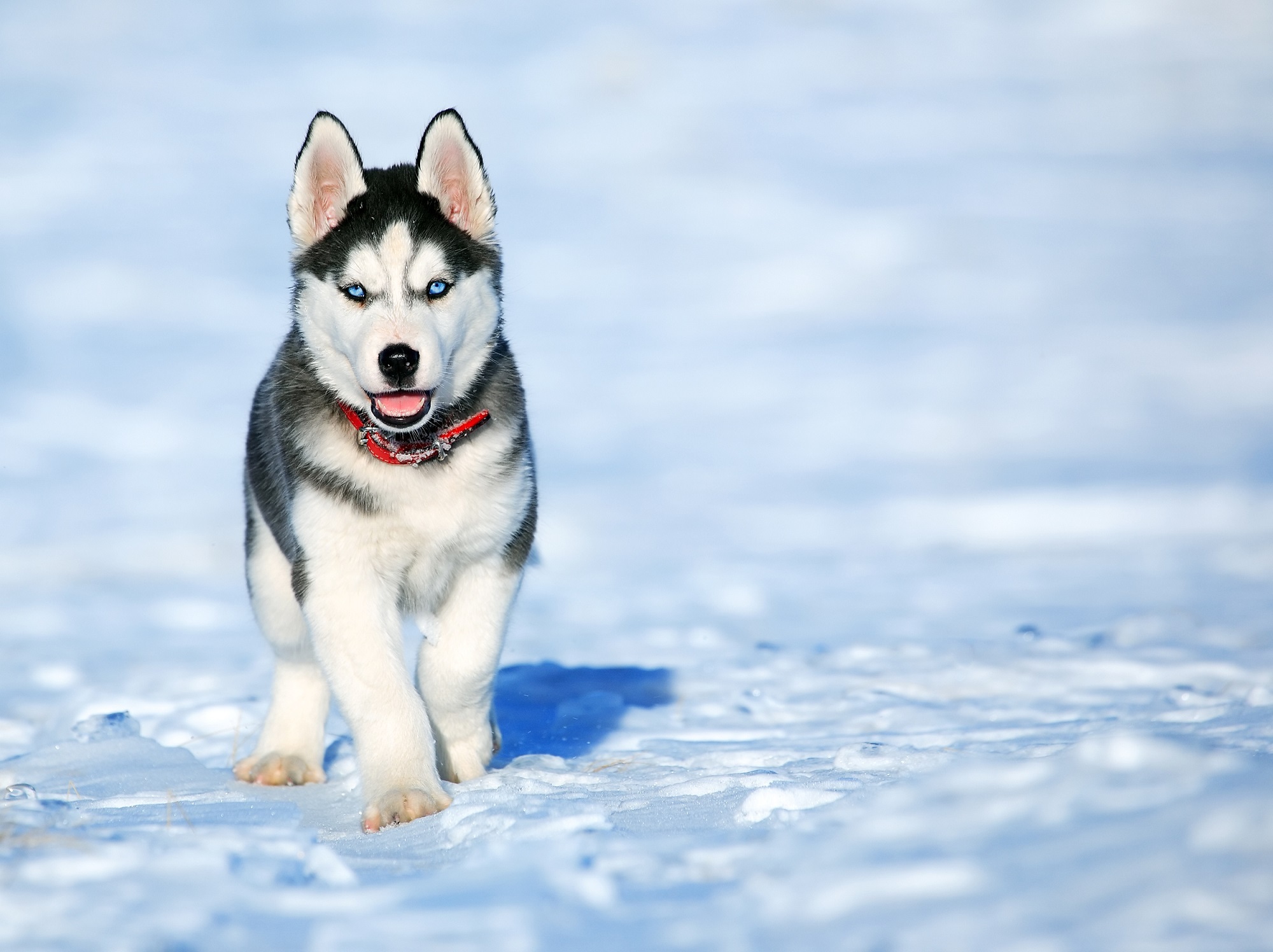 Blue Eyes Dog Husky Pet Puppy Snow 2000x1496