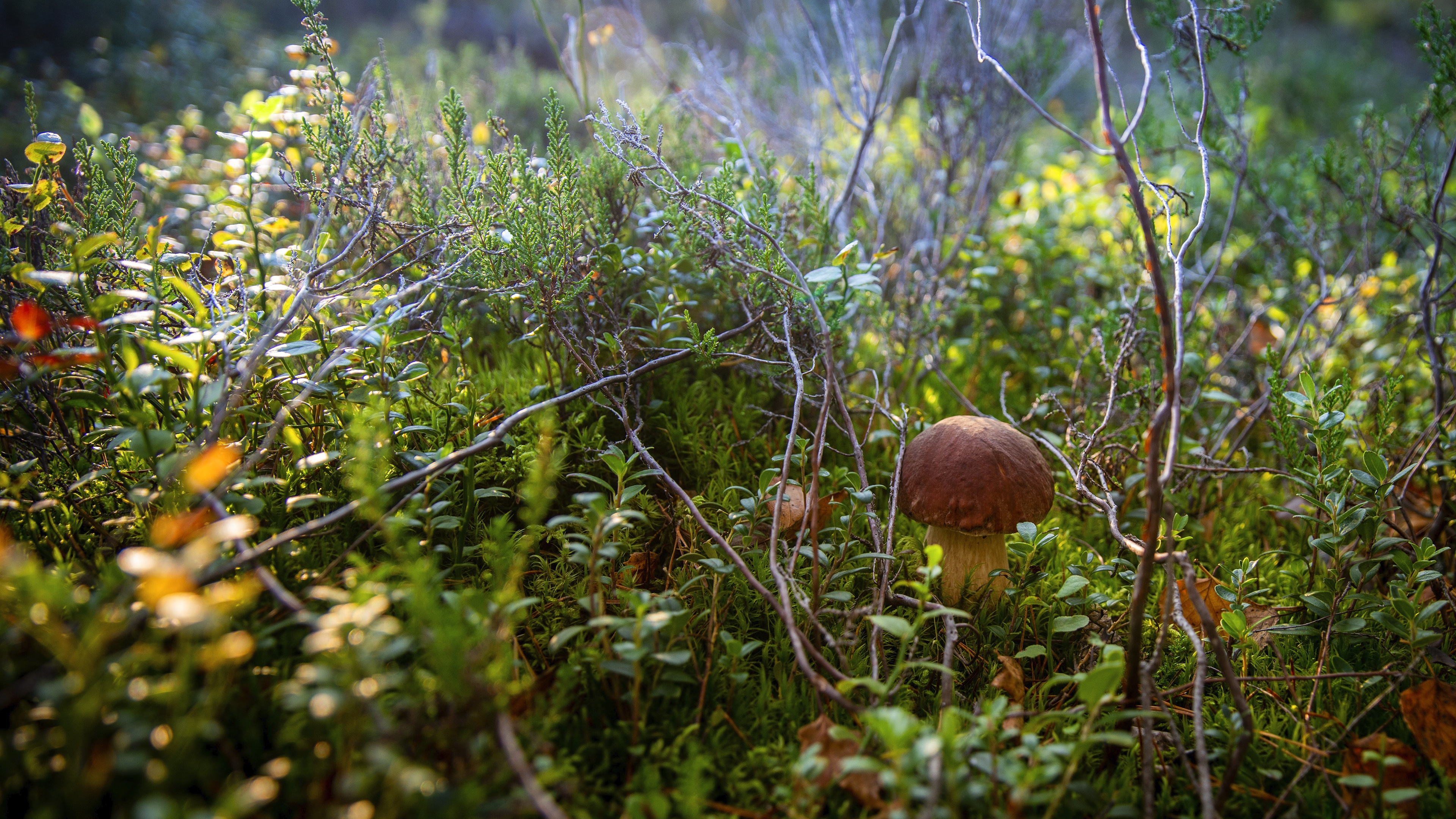 Mushroom Thicket 3840x2160