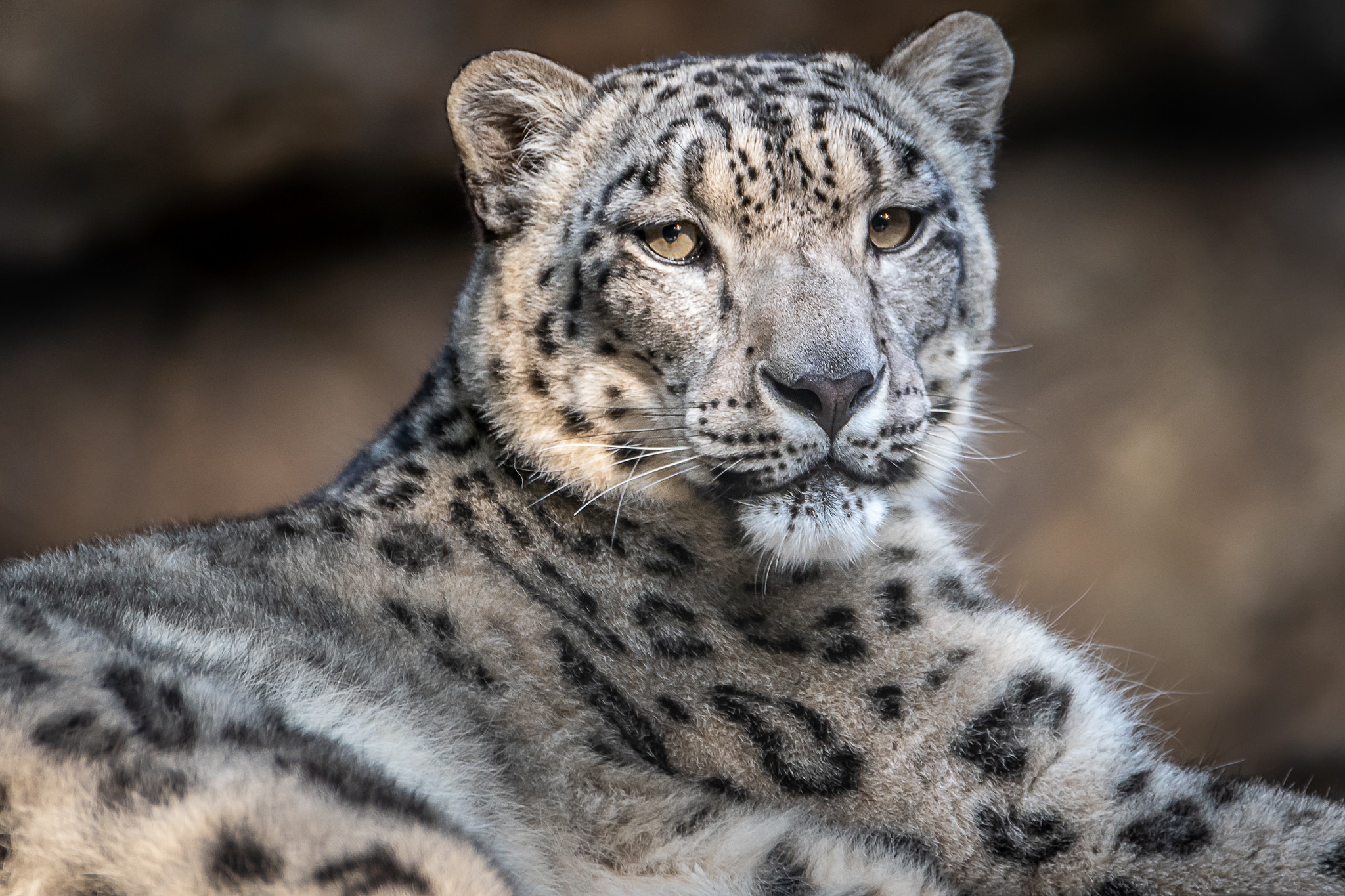 Big Cat Snow Leopard Wildlife Predator Animal 2048x1365