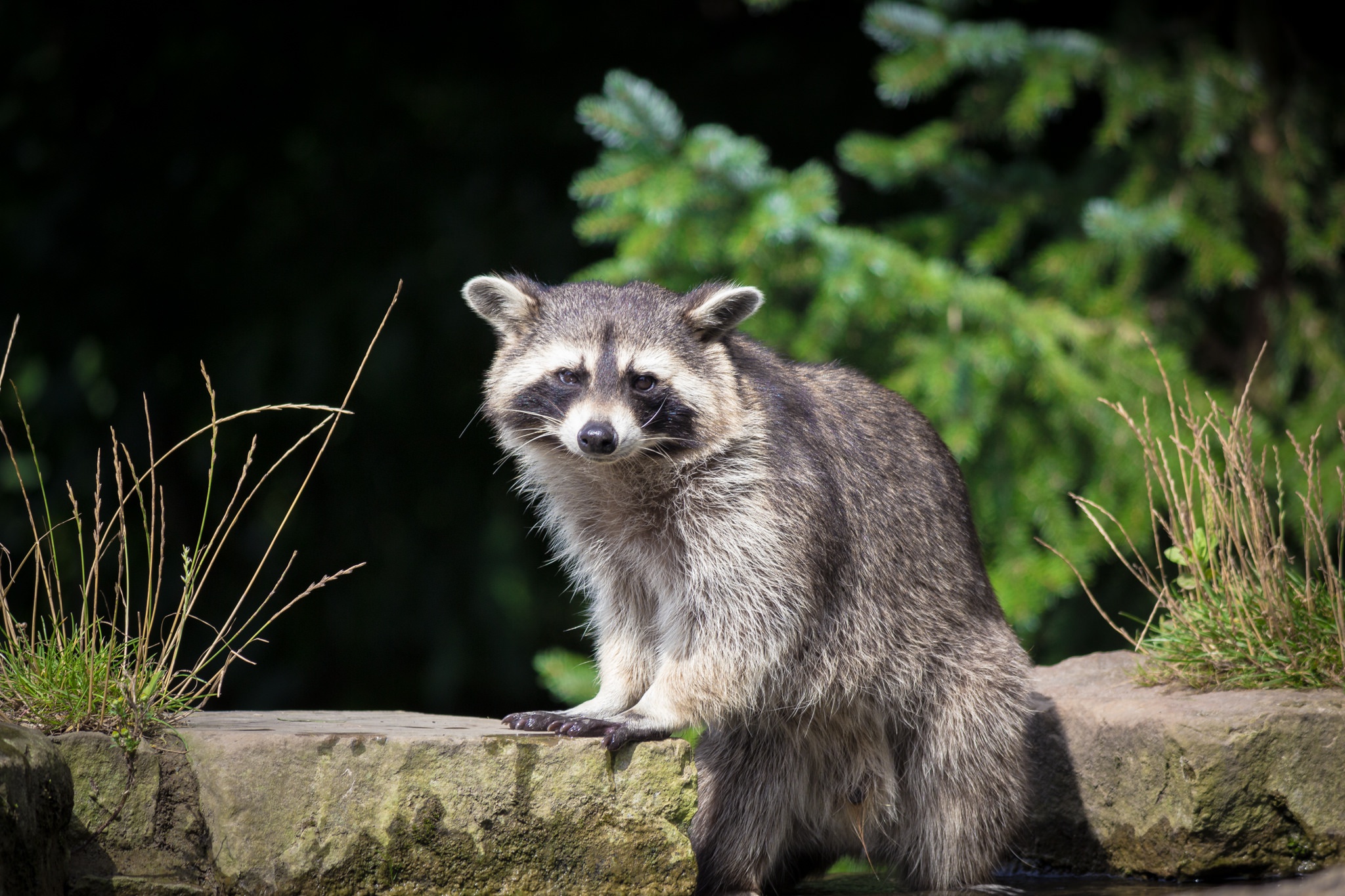 Raccoon Stare Wildlife 2048x1365