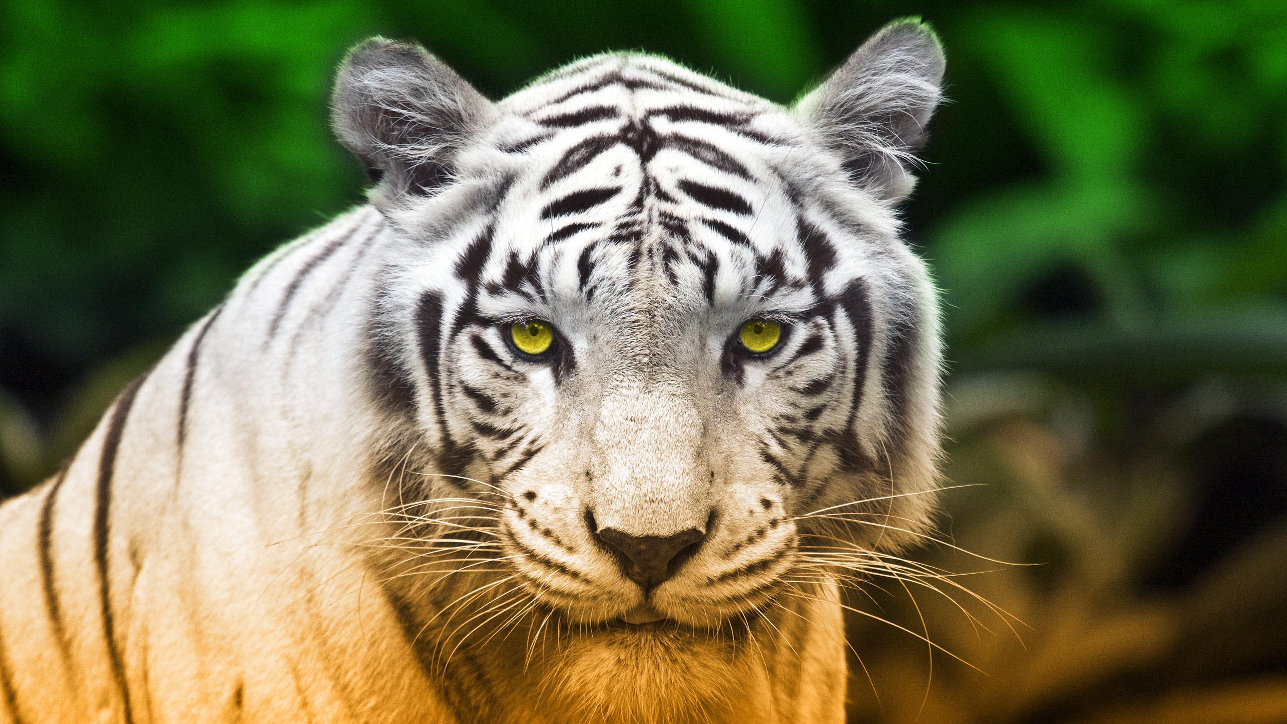 Tiger 2560x1440
