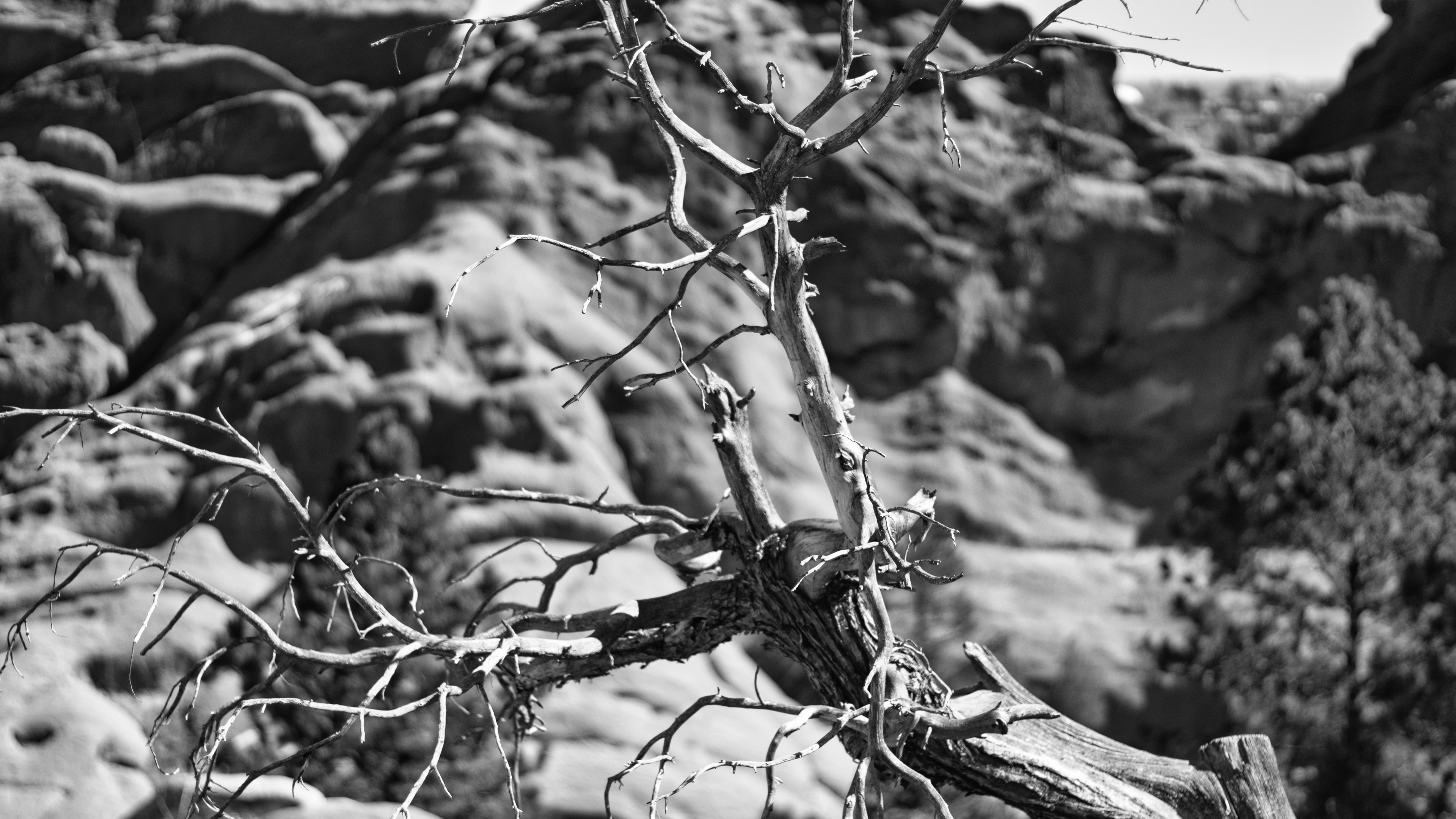 Photography Nature Tree Stump Dead Trees Monochrome 3839x2160