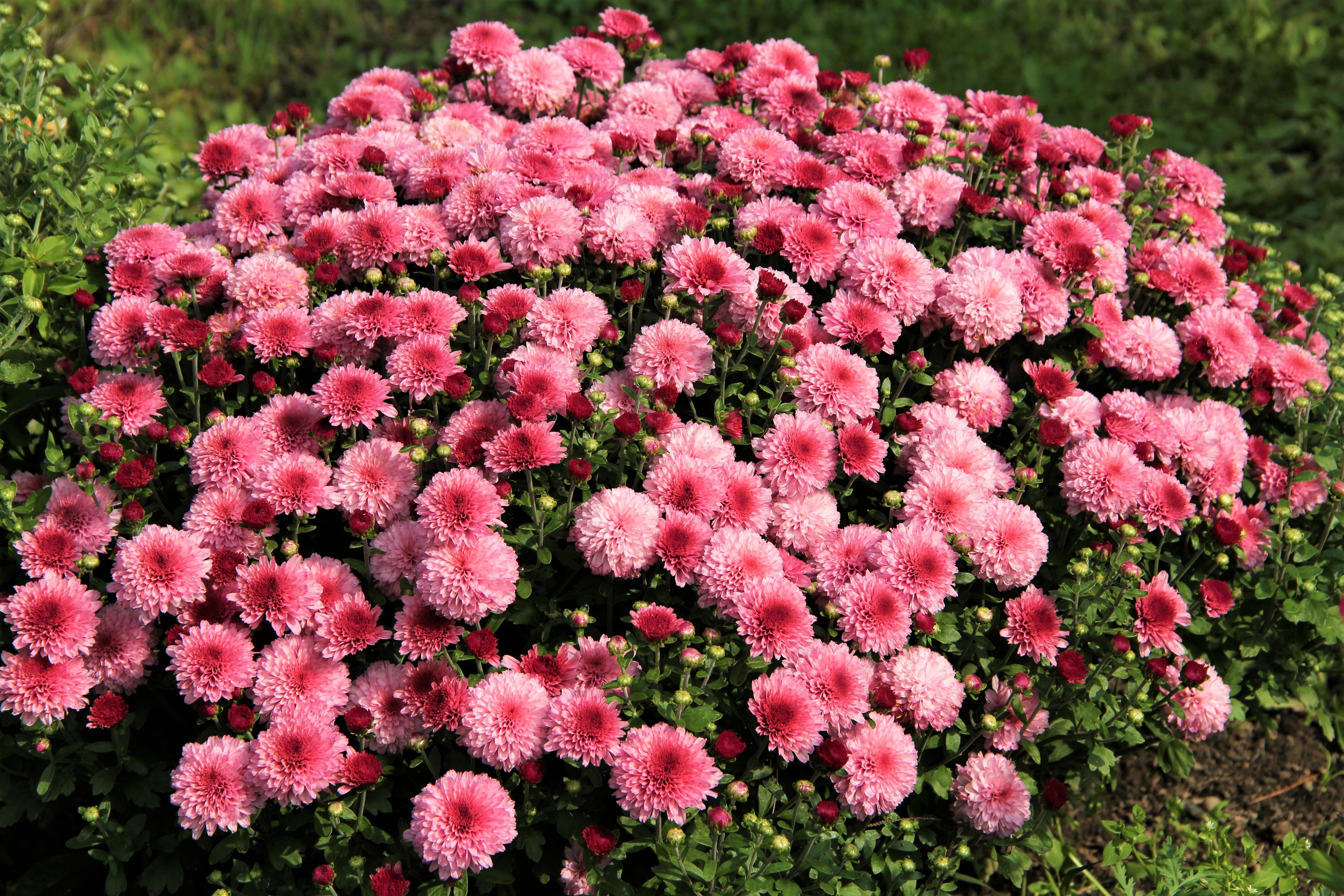 Chrysanthemum Earth Flower Pink Flower 4500x3000