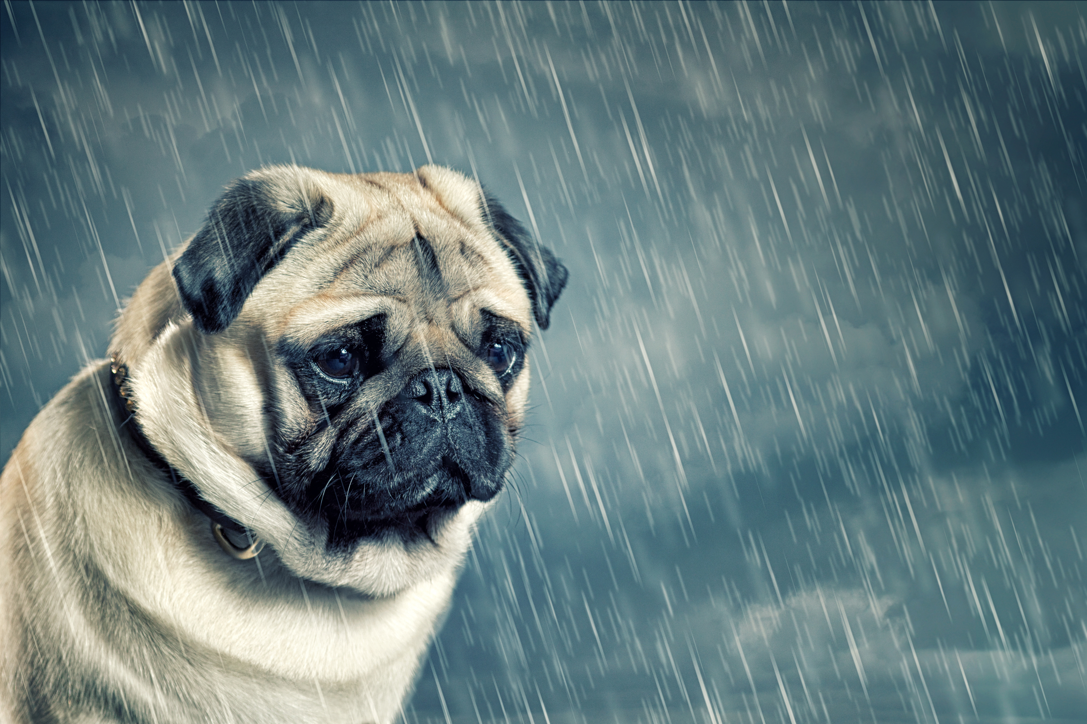 Dog Pet Pug Rain 3600x2400