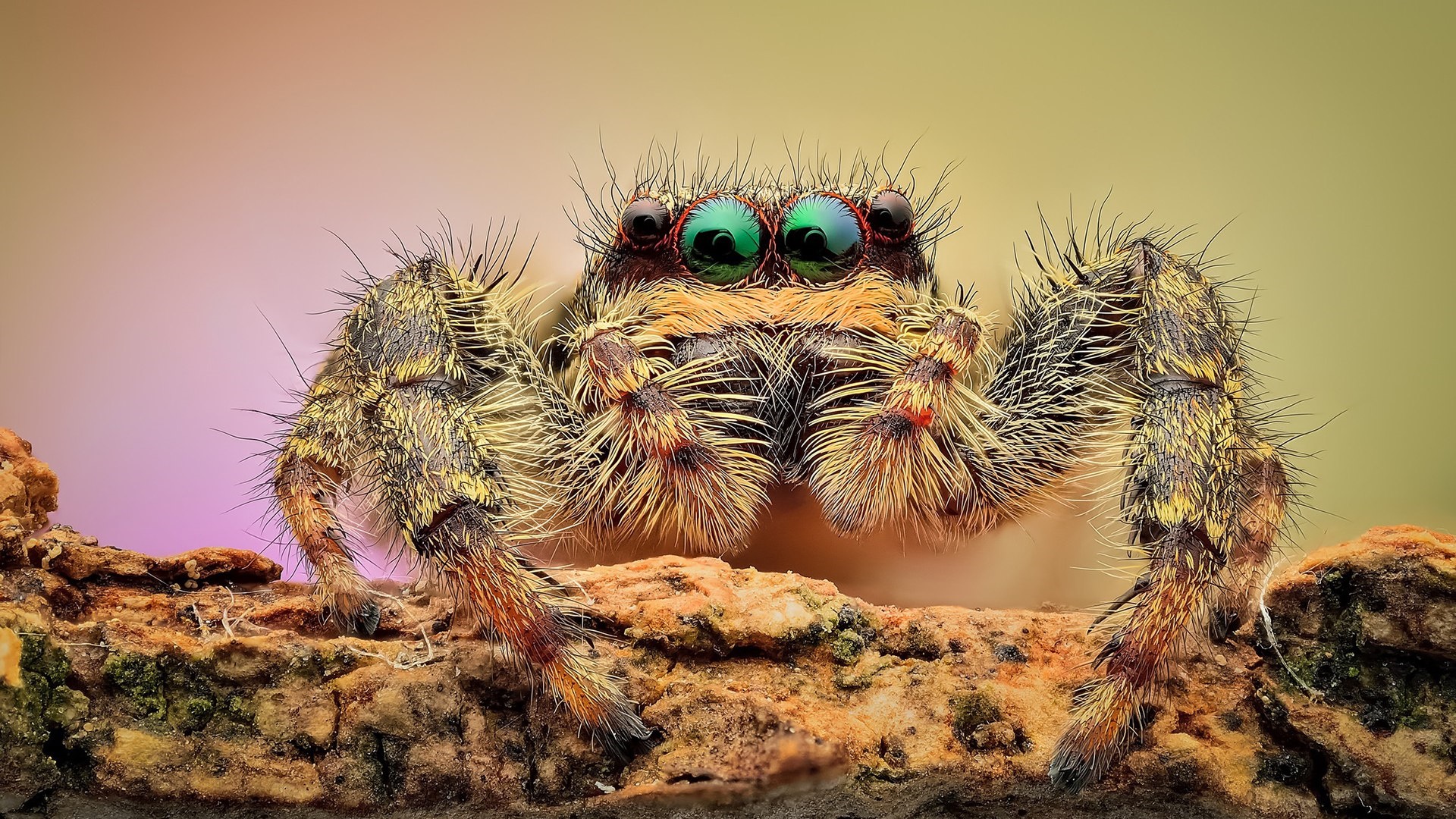 Animal Eye Spider 1920x1080