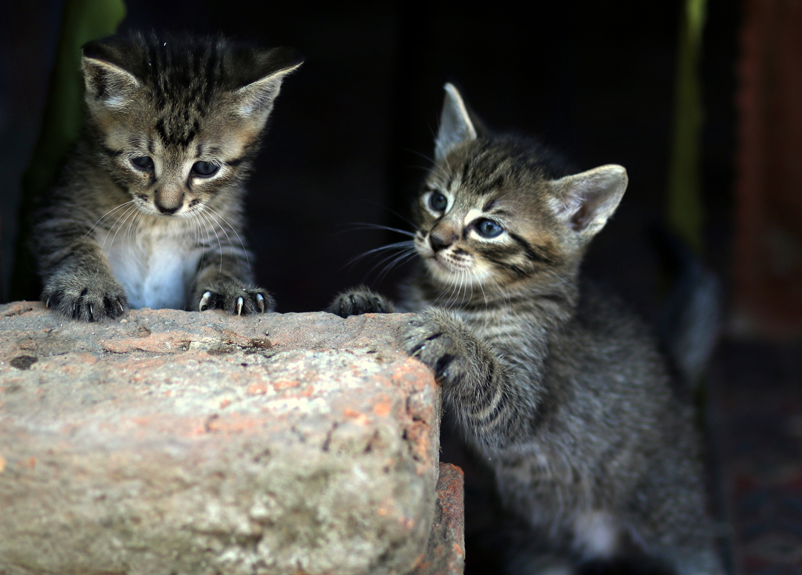 Baby Animal Cat Kitten Pet 2560x1836