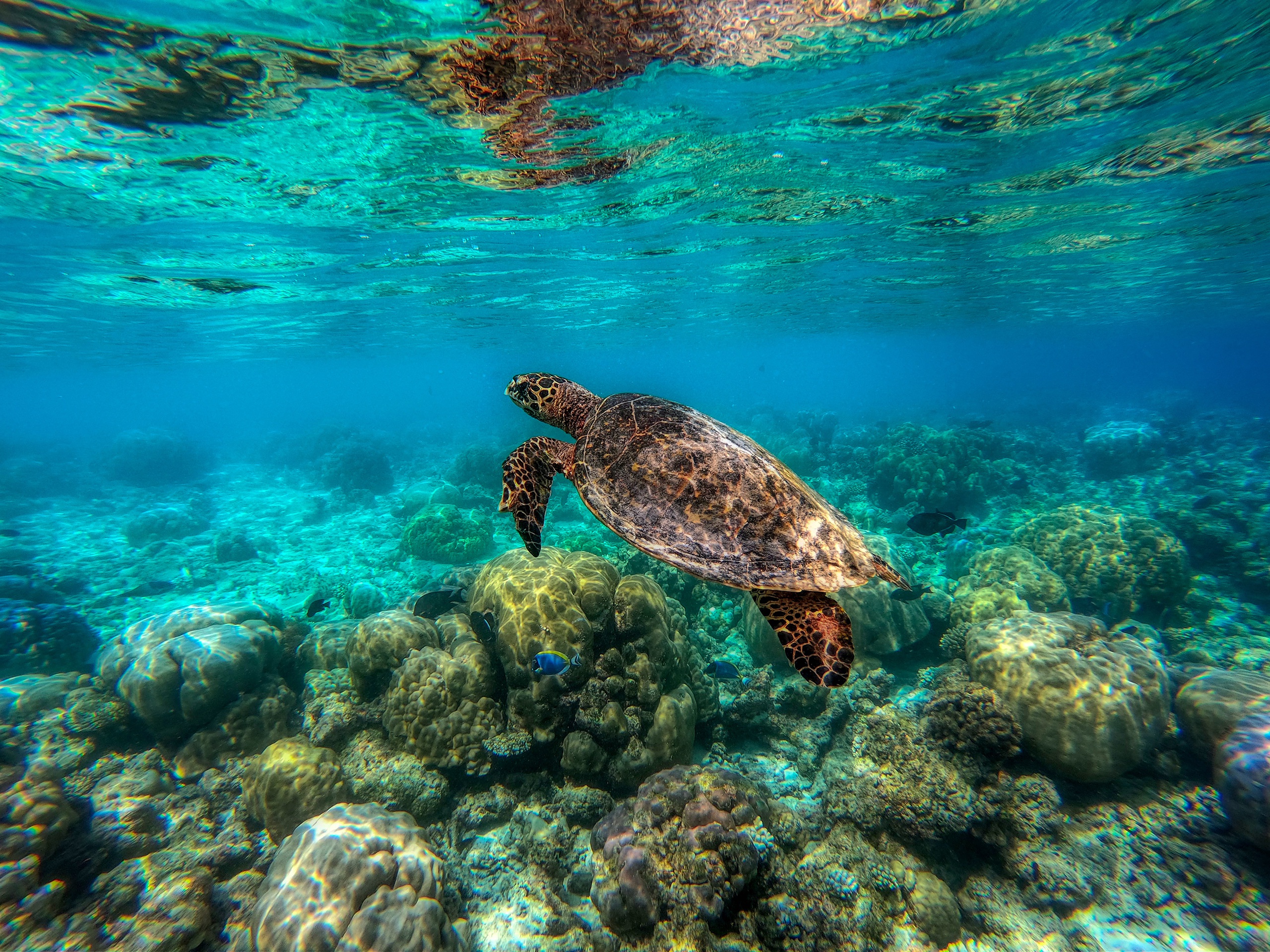 Sea Life Turtle Underwater 2560x1920