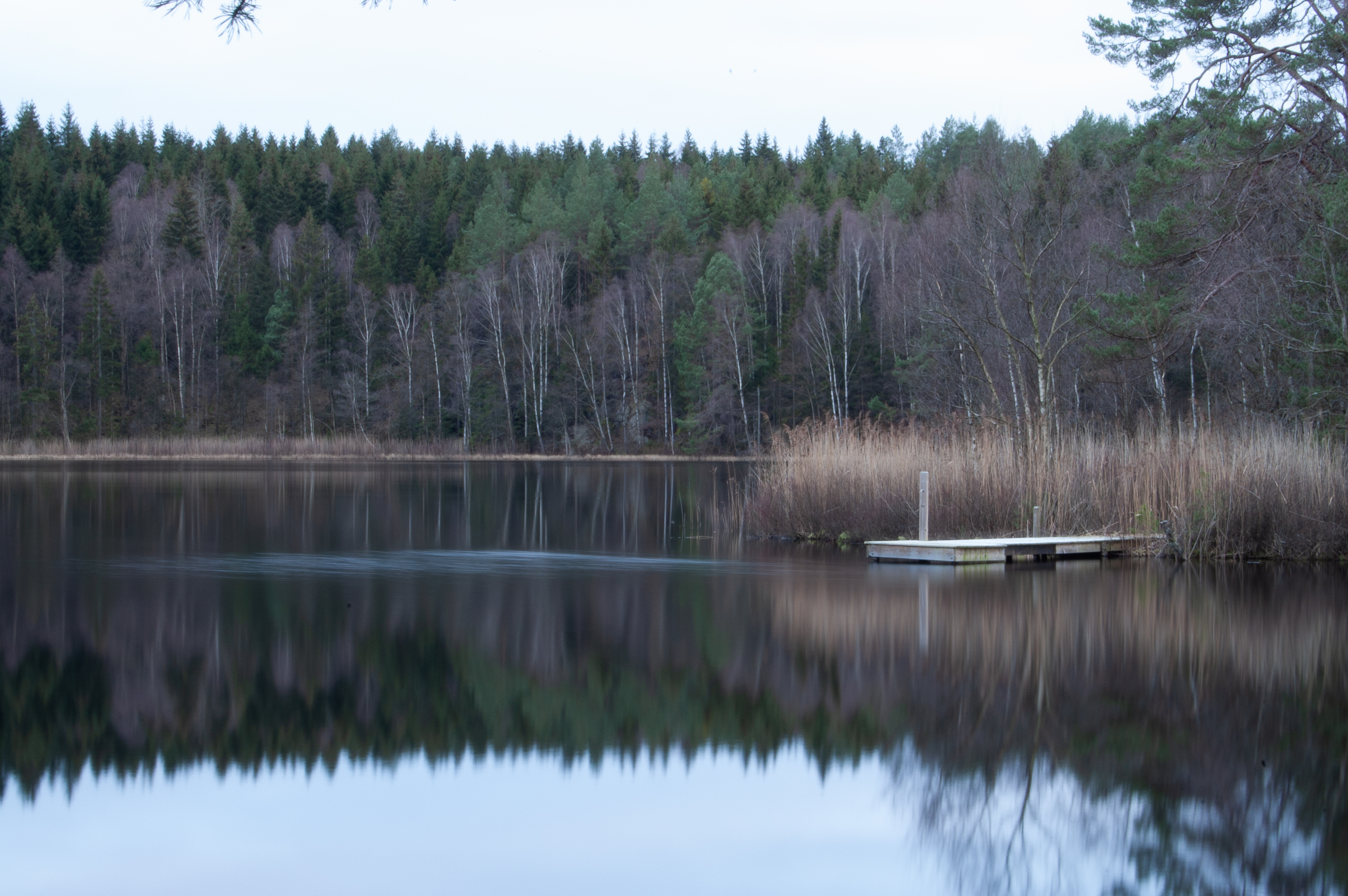 Nature Forest Jetty 3008x2000