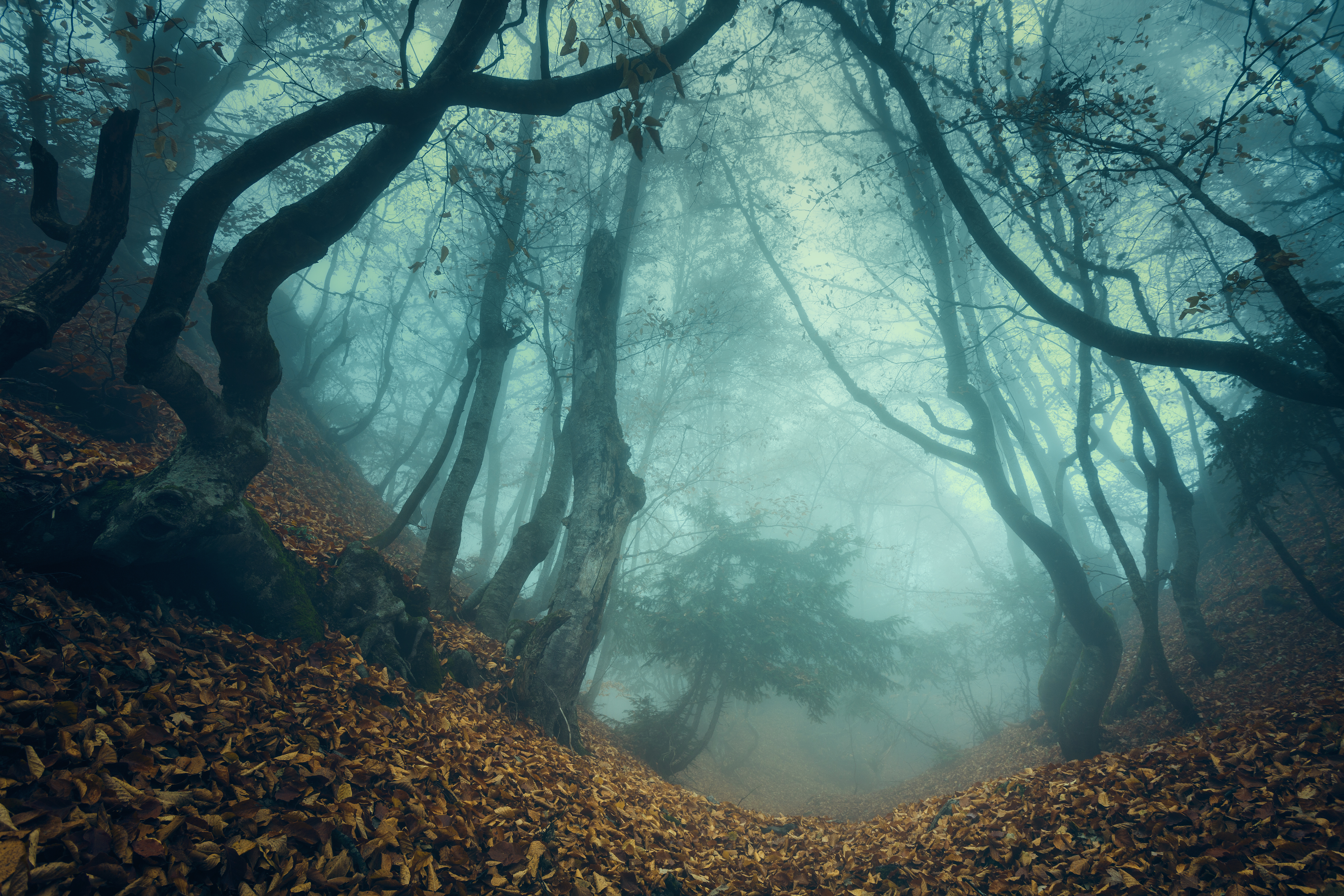 Fall Fog Forest Nature 5616x3744