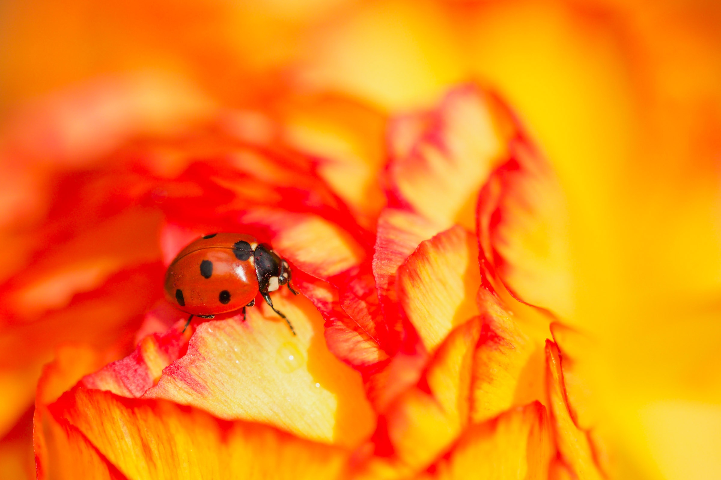 Flower Insect Ladybug Macro 2400x1600