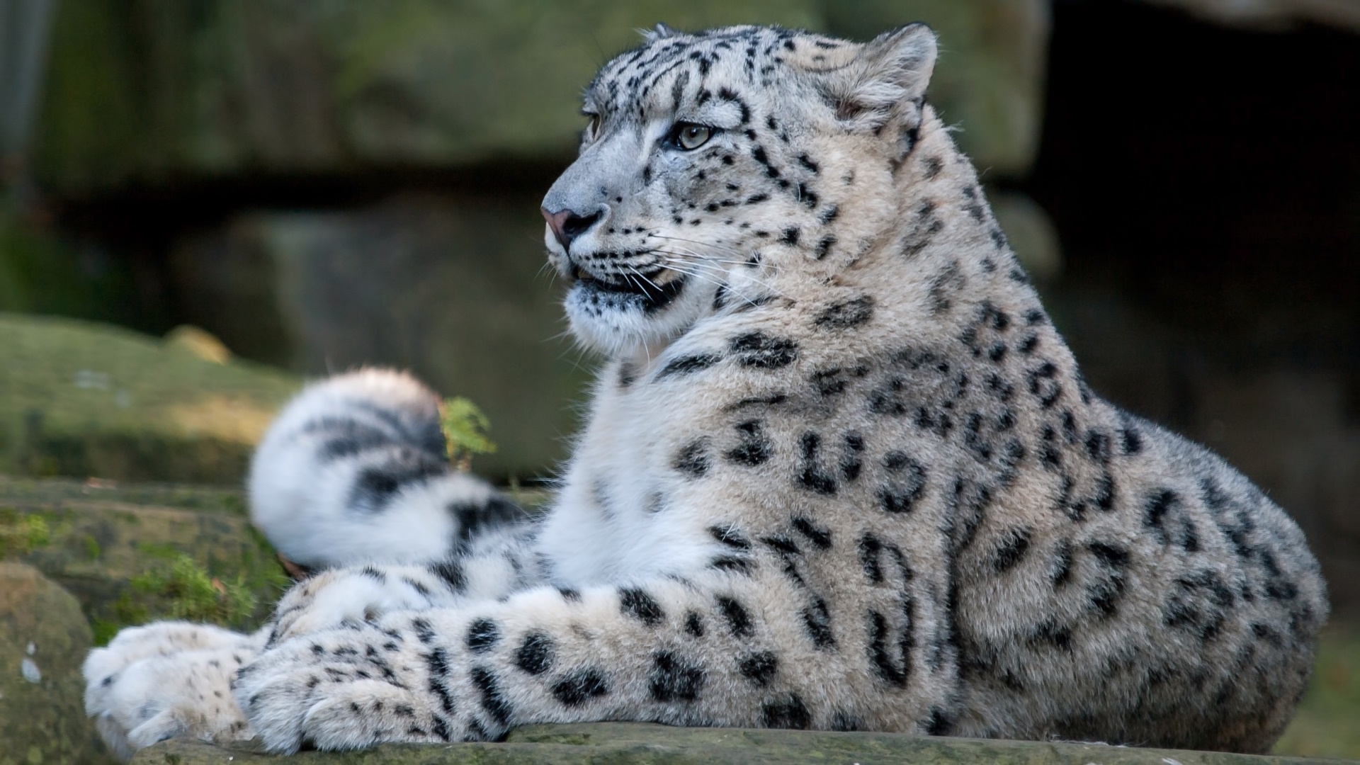 Animal Snow Leopard 1920x1080