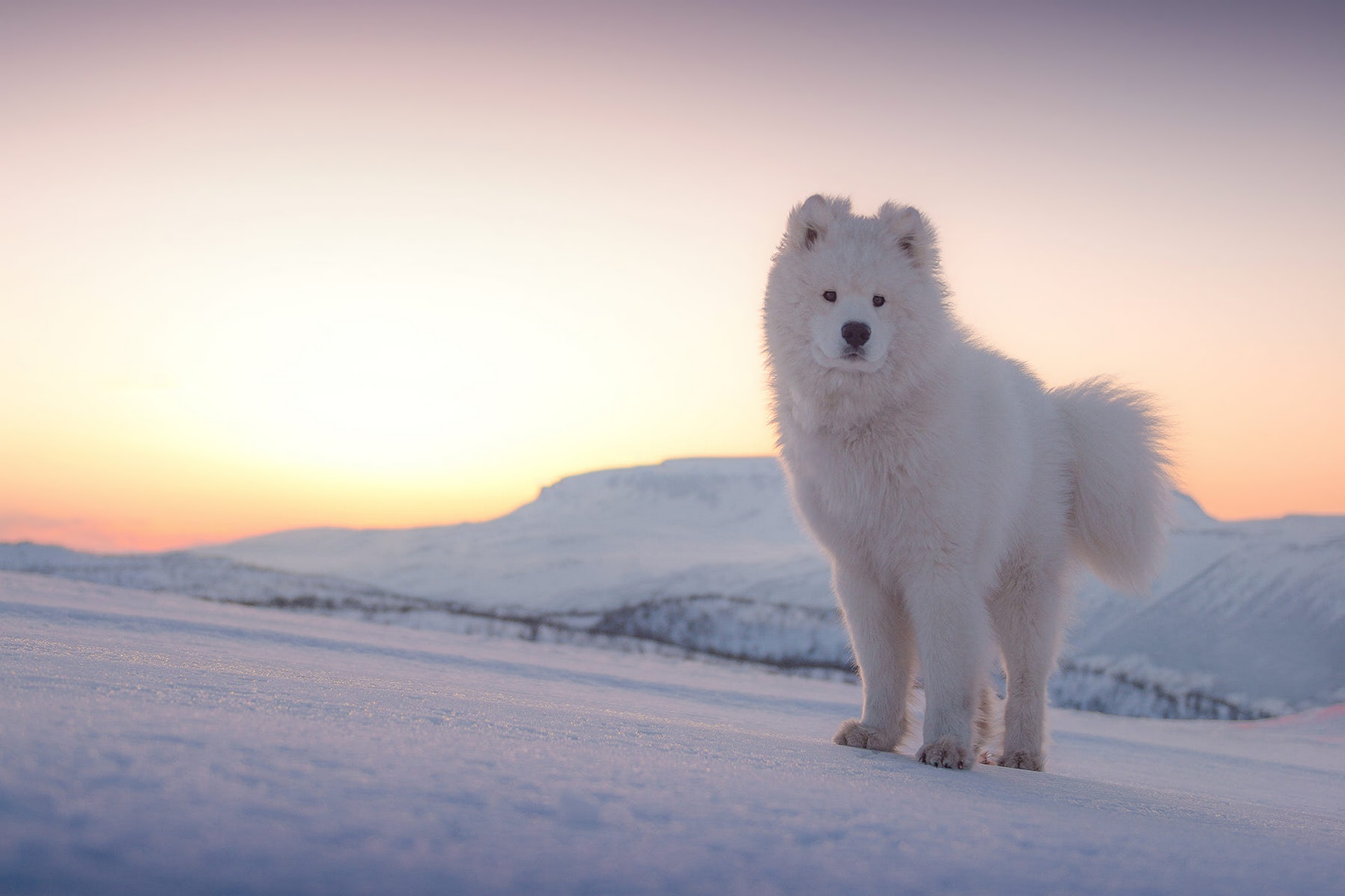 Dog Pet Samoyed 1920x1280