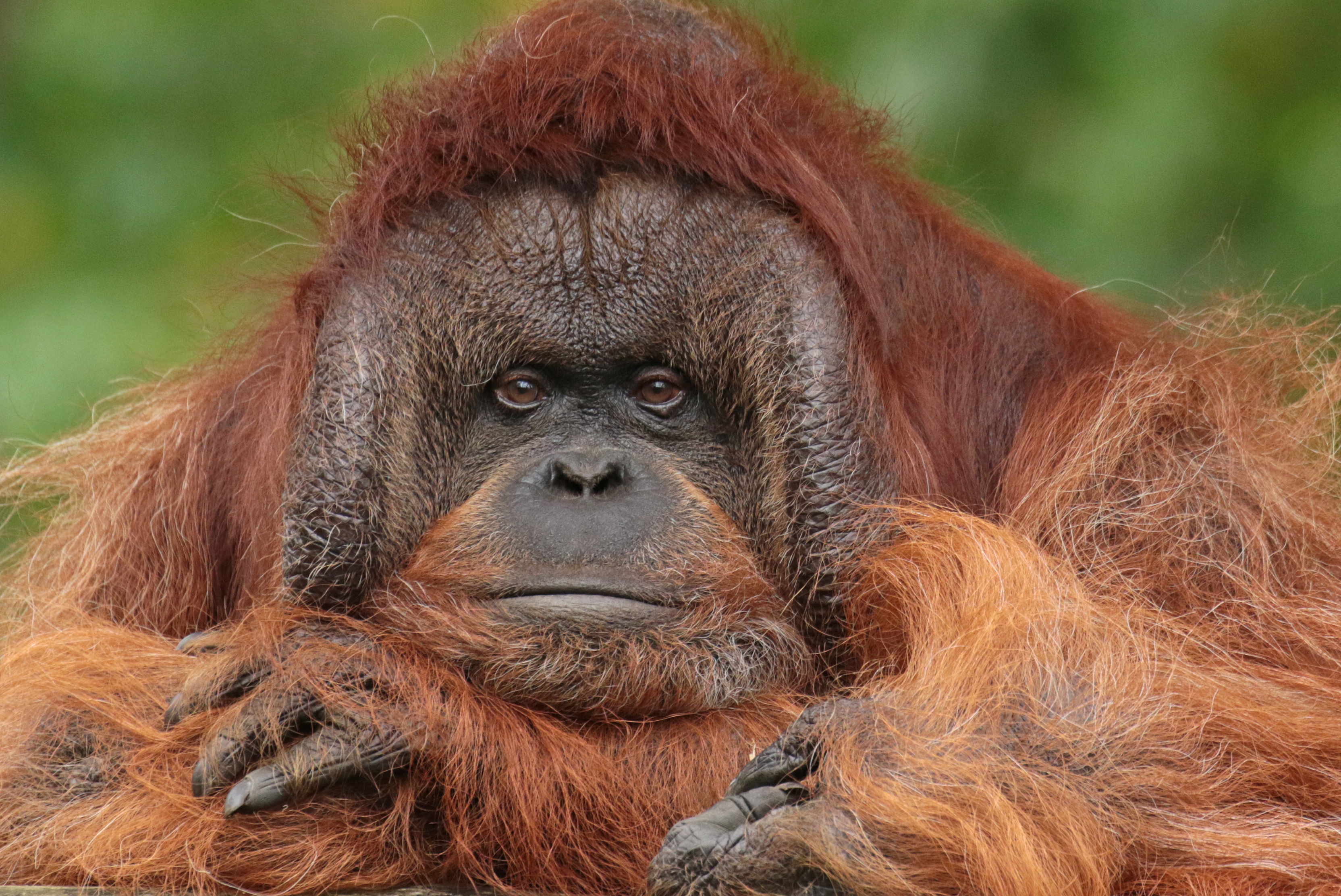 Monkey Orangutan Primate 3328x2224