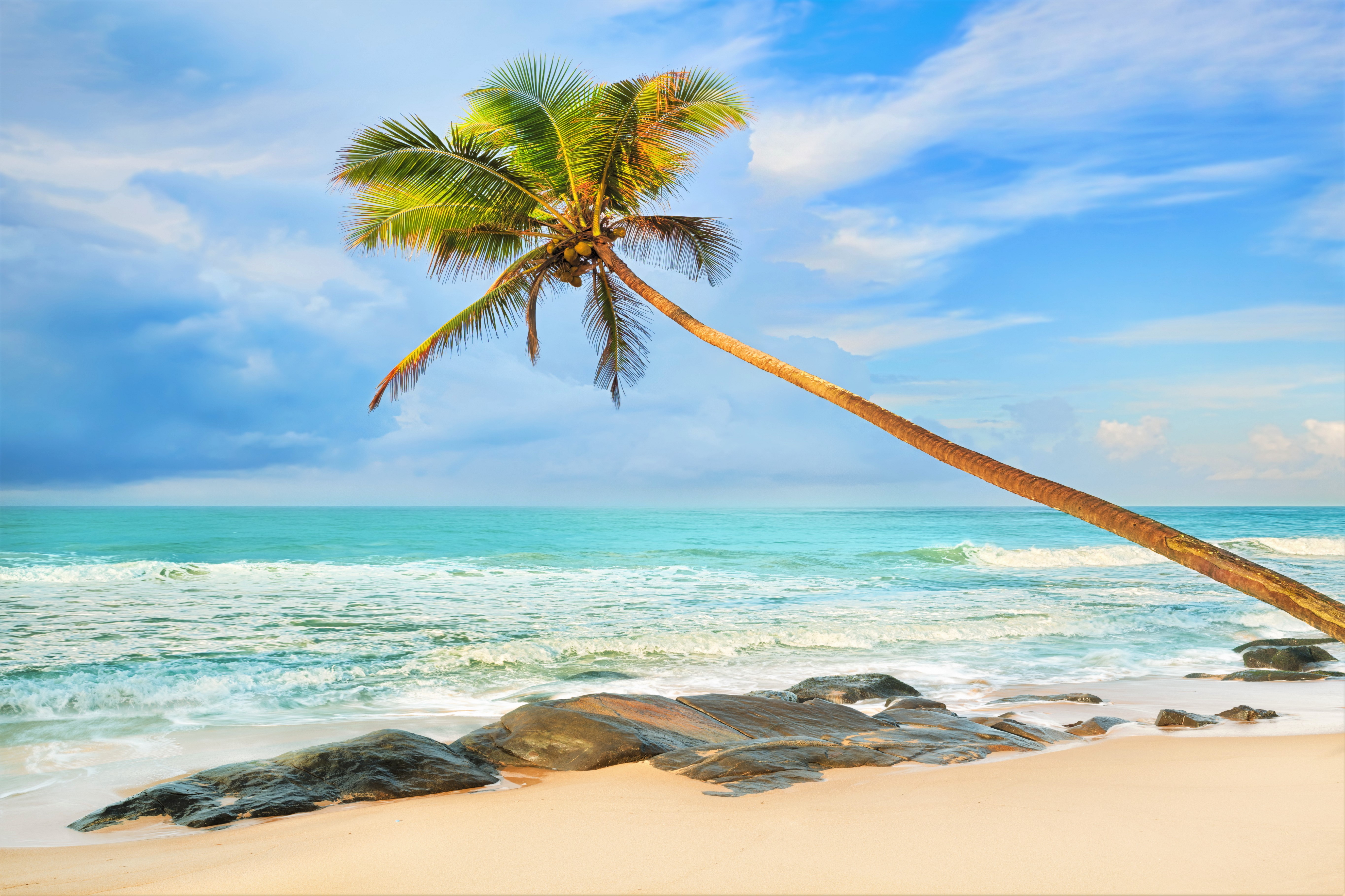 Beach Earth Horizon Ocean Palm Tree Sea Tropical Turquoise 5460x3640