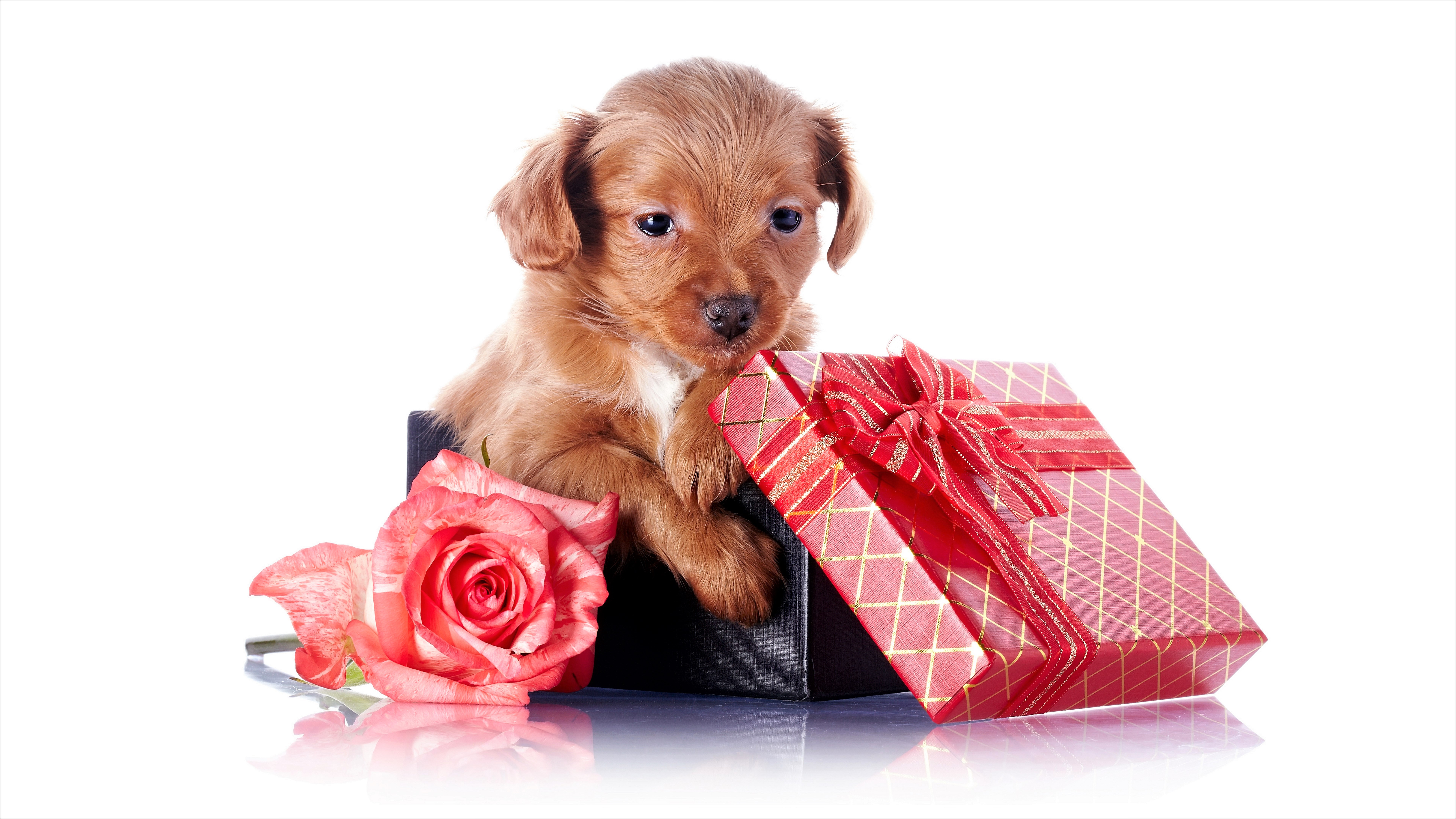 Baby Animal Cute Gift Pink Rose Puppy Rose 7680x4320
