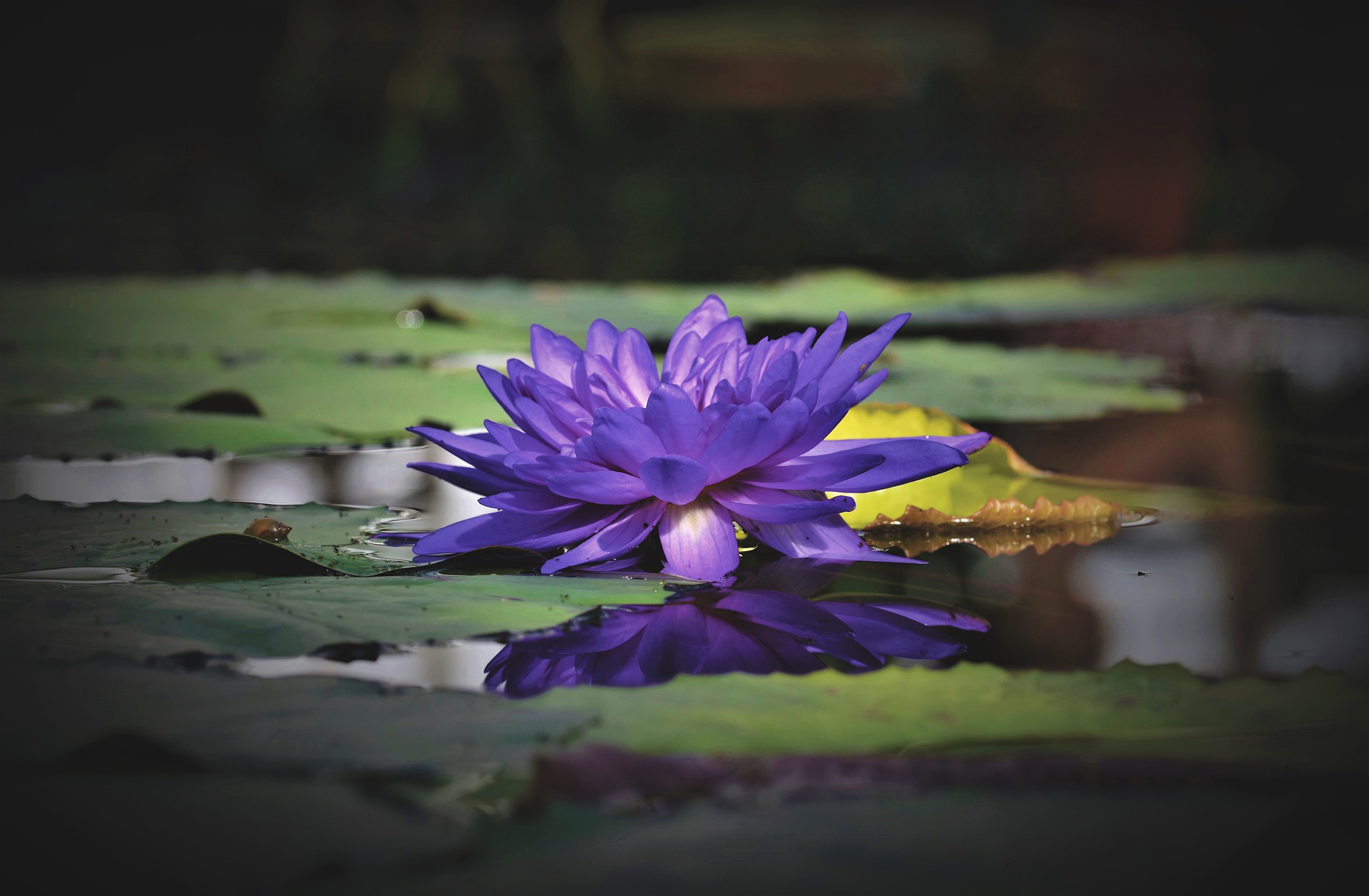 Earth Water Lily 1920x1257