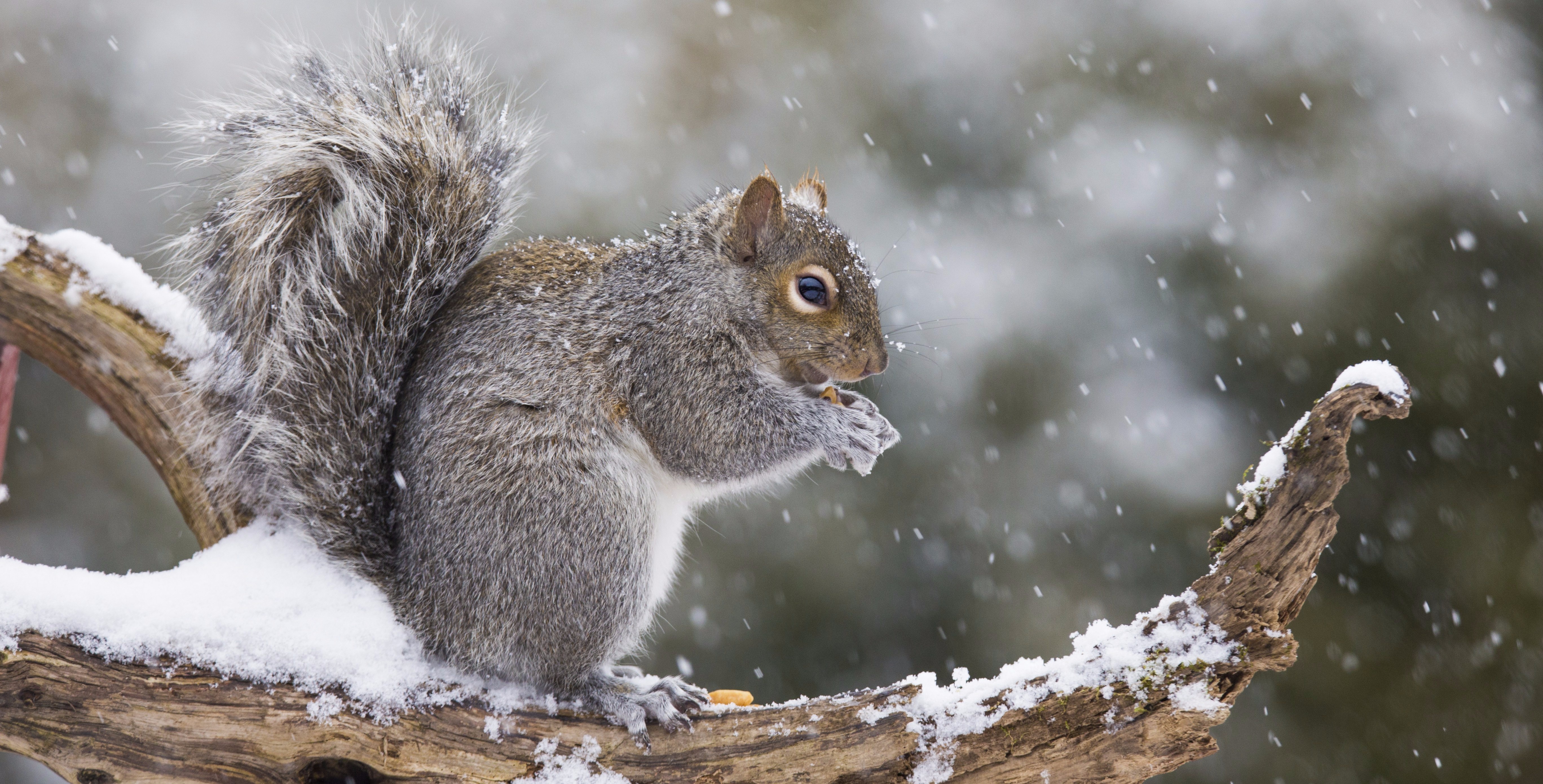 Rodent Snowfall Squirrel Wildlife Winter 5472x2781