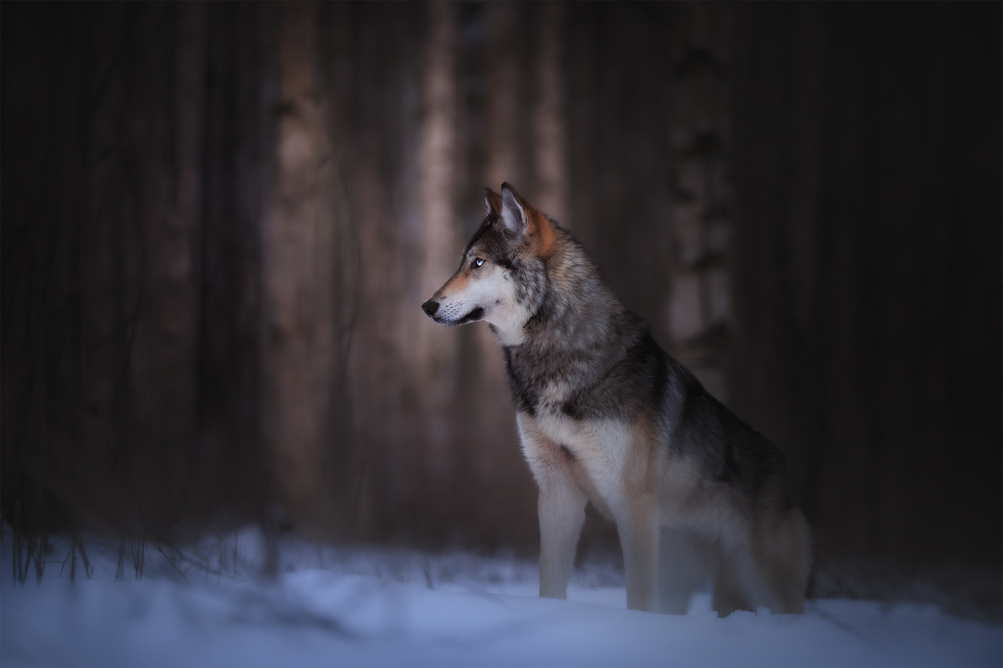 Dog Husky Pet Wolfdog 2048x1365