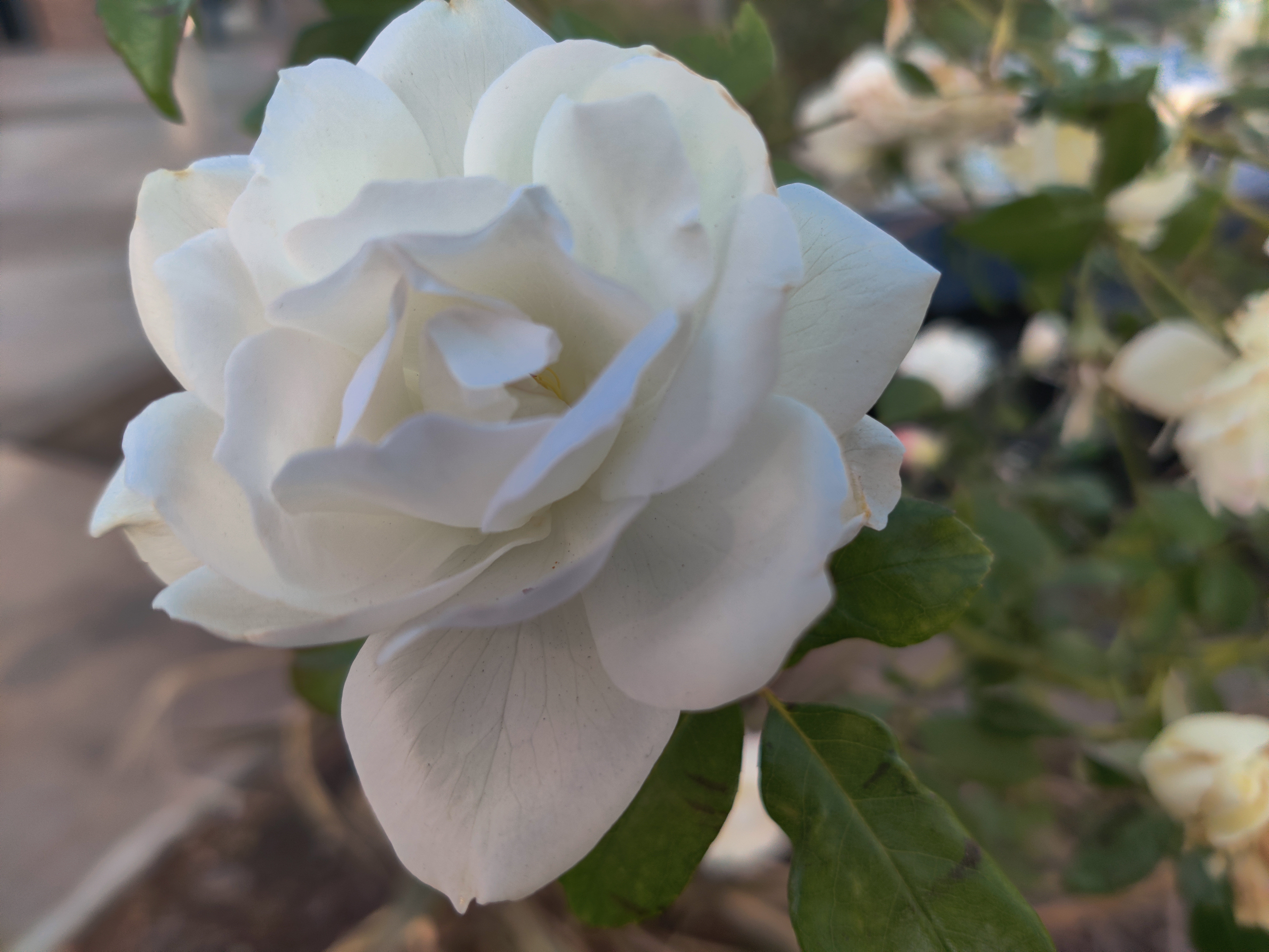 Flowers White Rose Rose 8000x6000