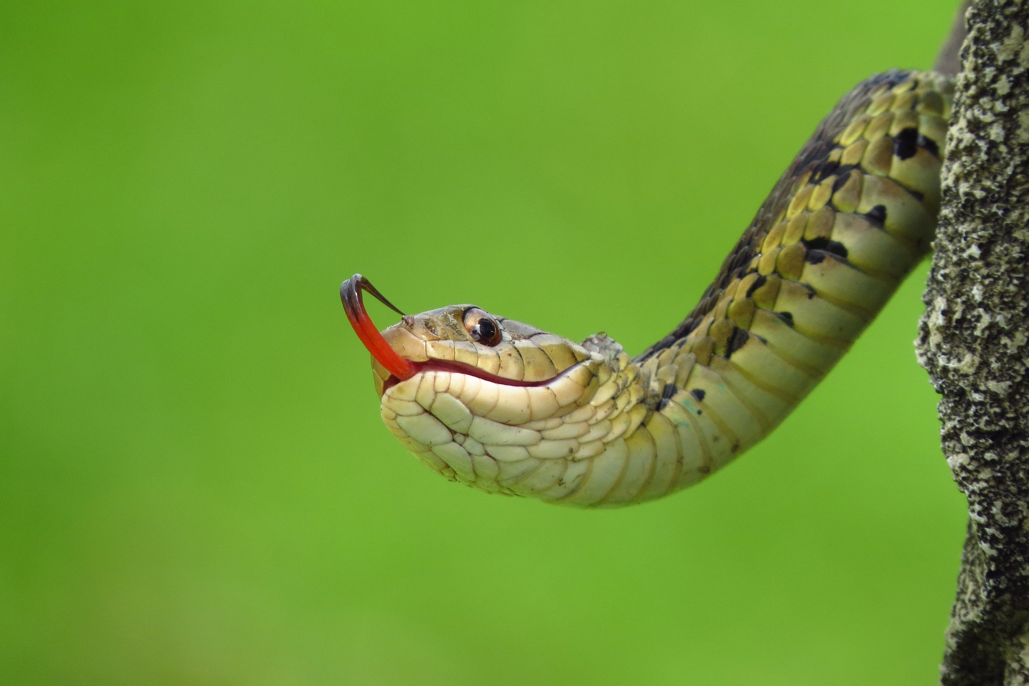 Snake Wildlife 2048x1365