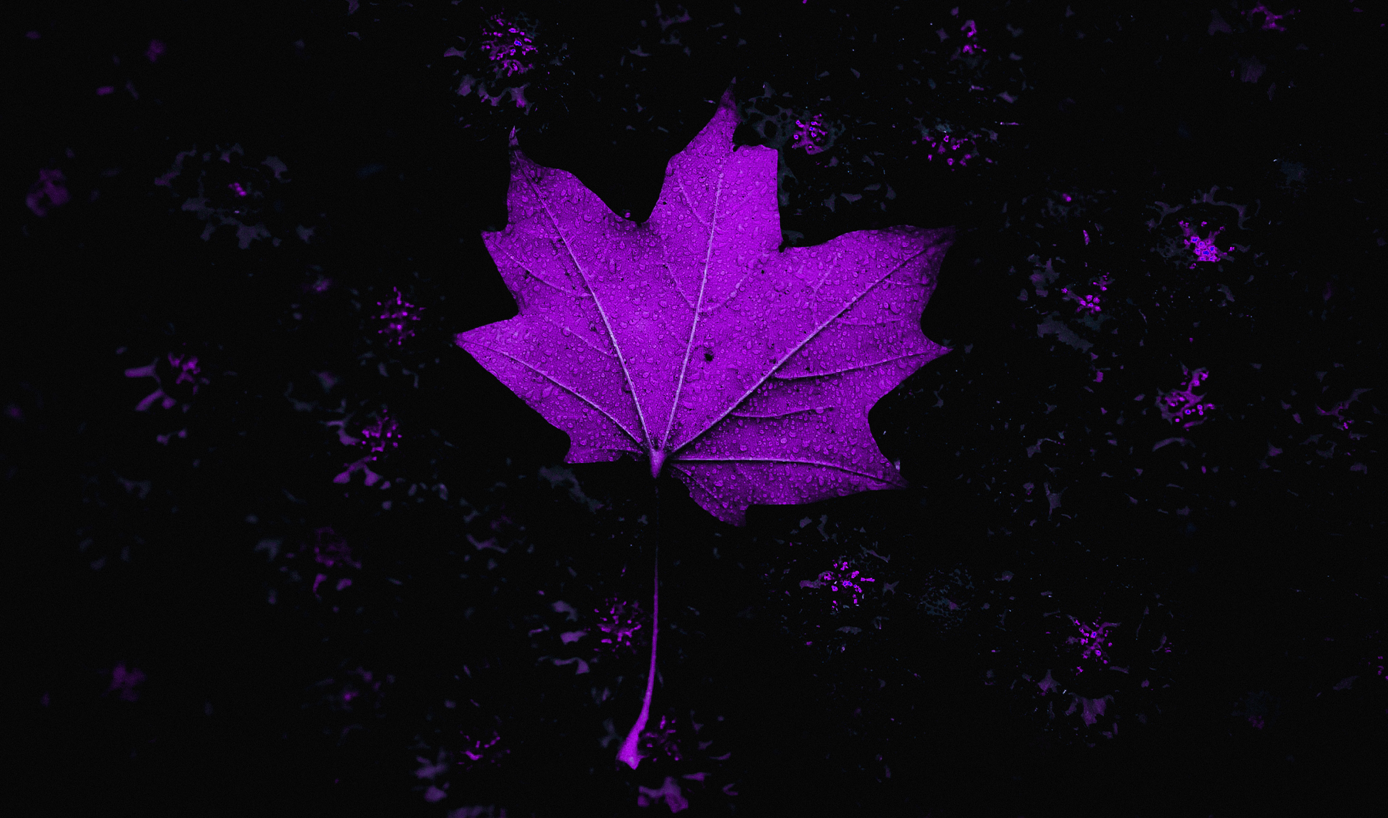 Flowers Photoshop Matte Paint Purple Background Dark 1950x1150