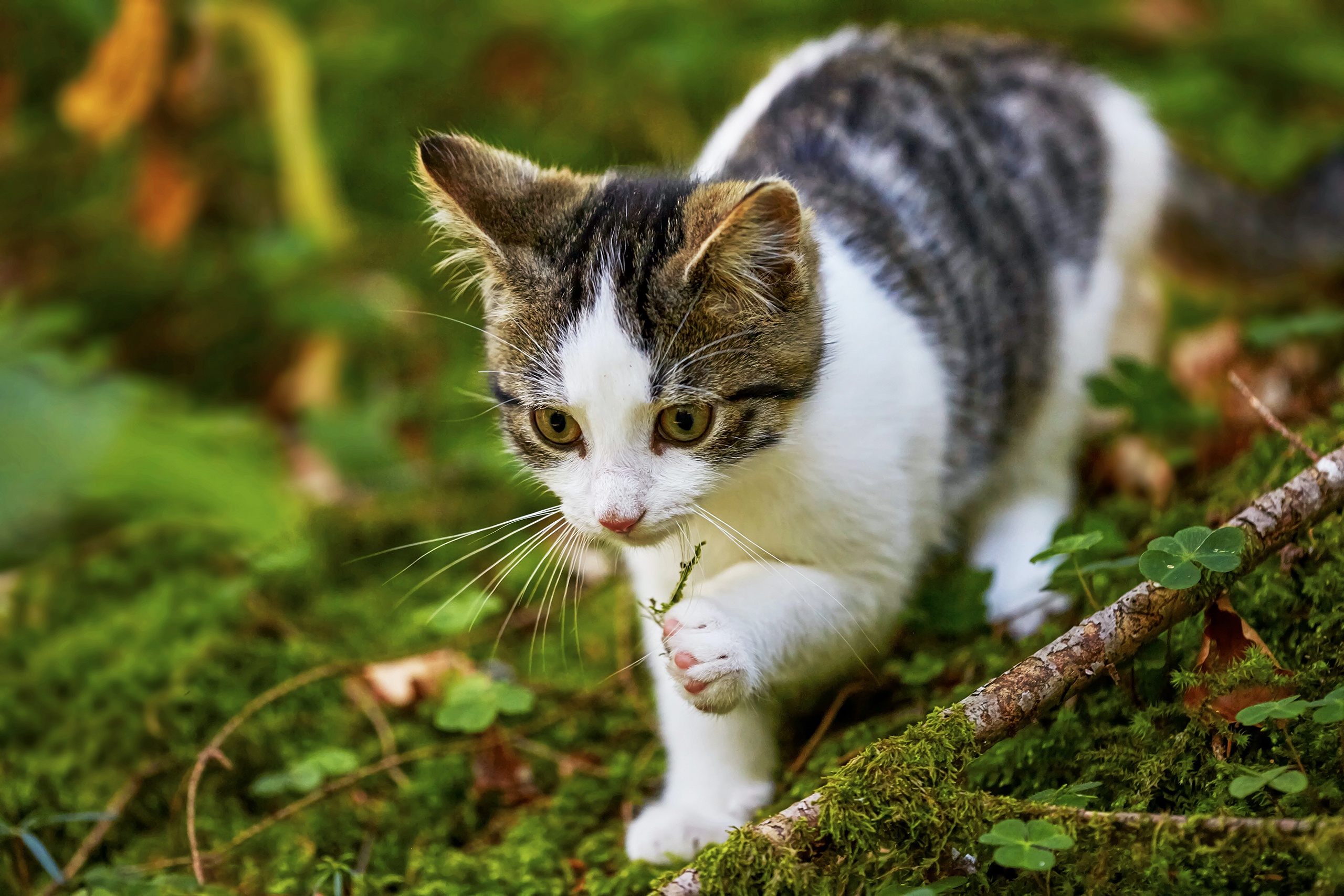 Baby Animal Cat Kitten Moss Pet 2560x1707