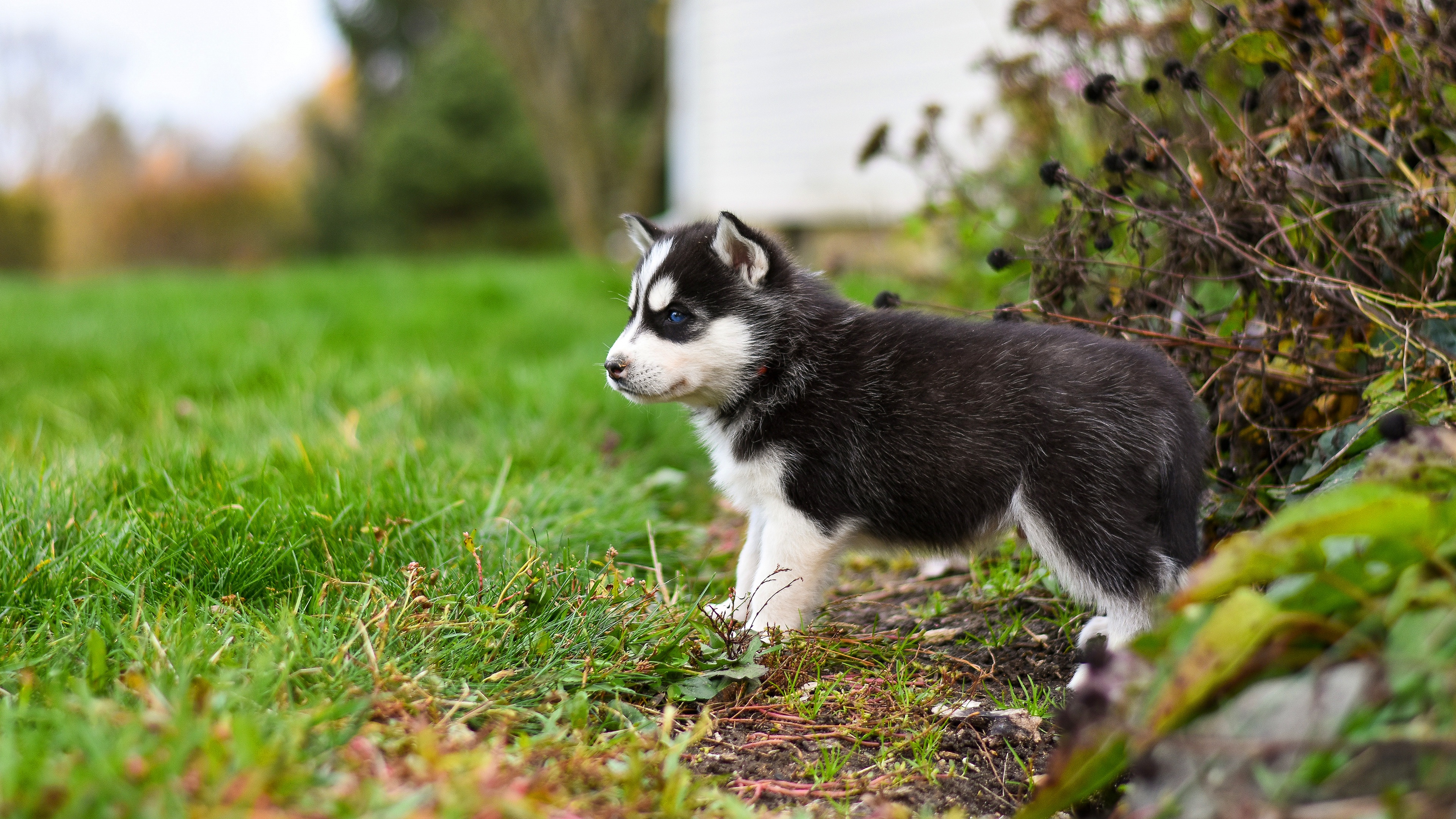 Baby Animal Dog Husky Pet Puppy Siberian Husky 3840x2160