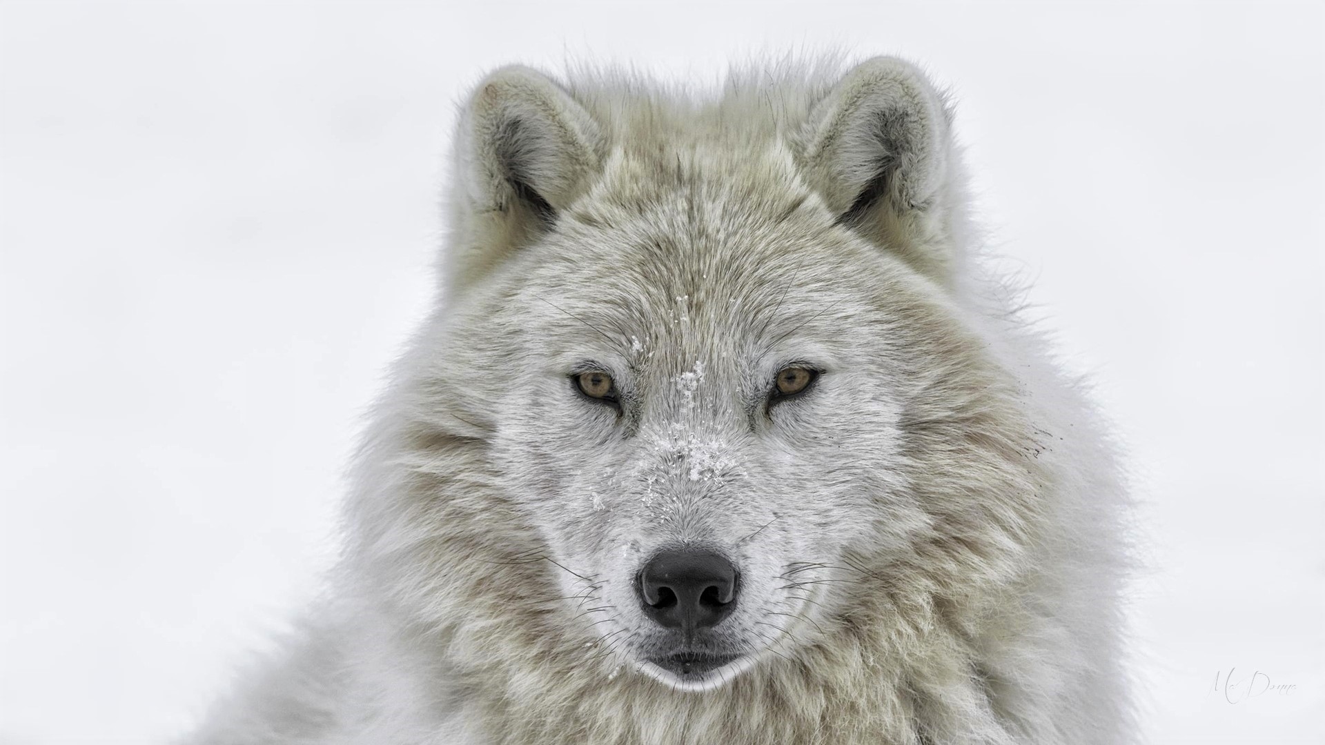Snow White White Wolf Winter Wolf Predator Animal 1920x1080