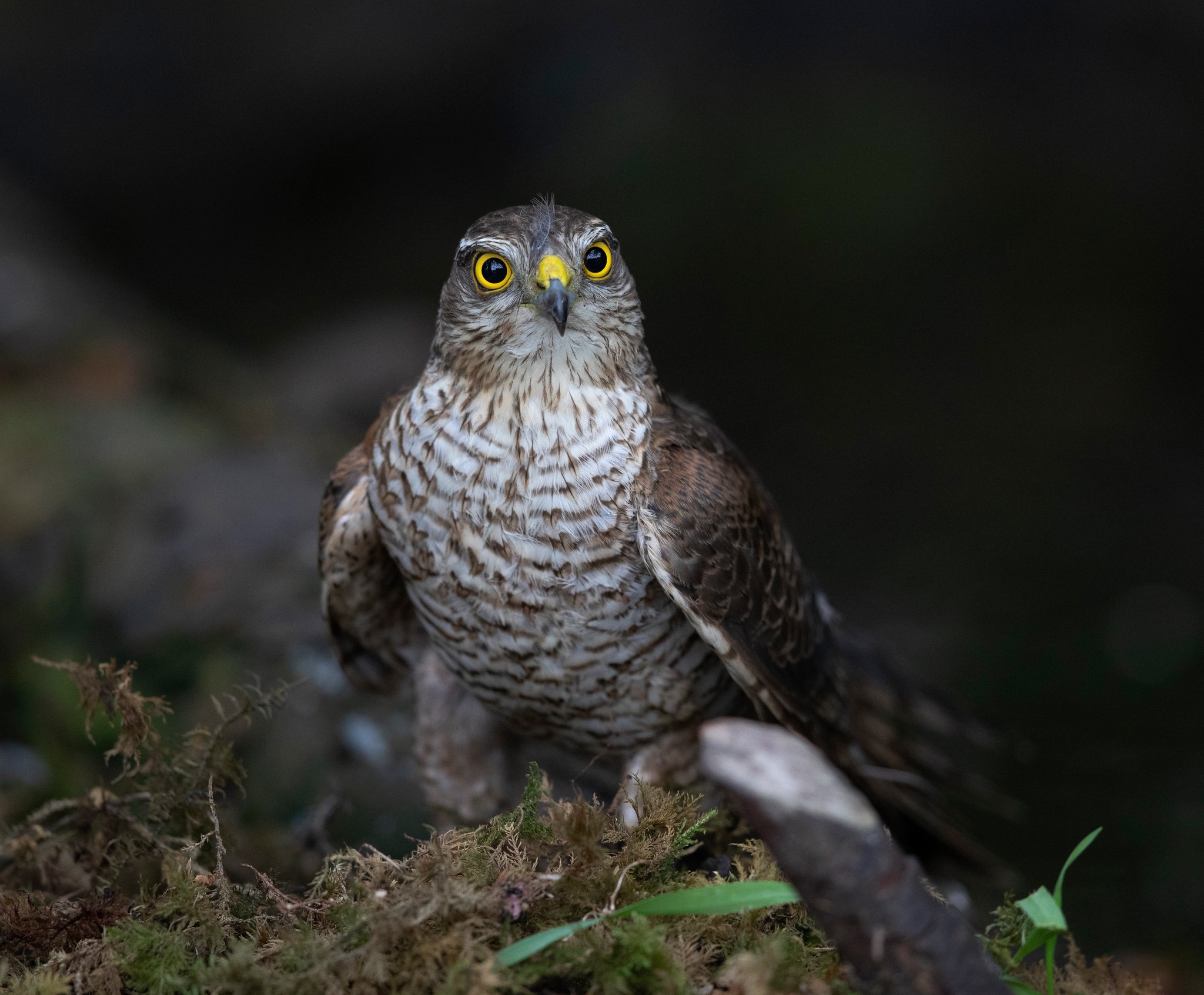 Bird Bird Of Prey Hawk Wildlife 2048x1693