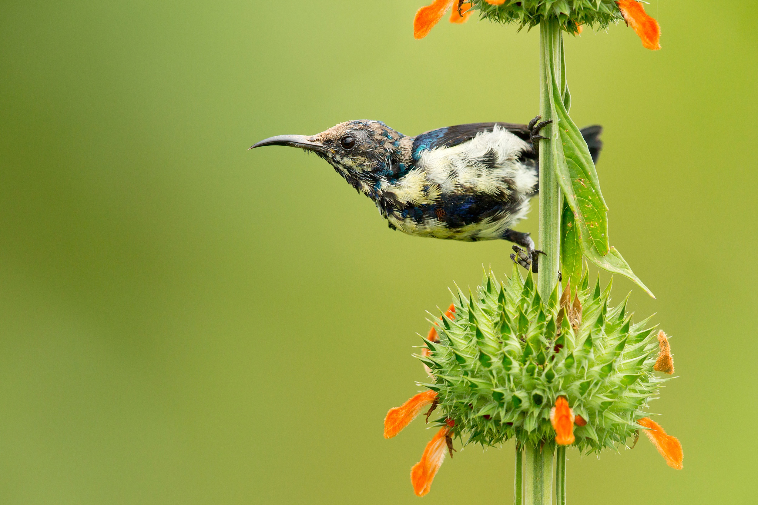 Bird Flower Hummingbird Wildlife 2500x1667