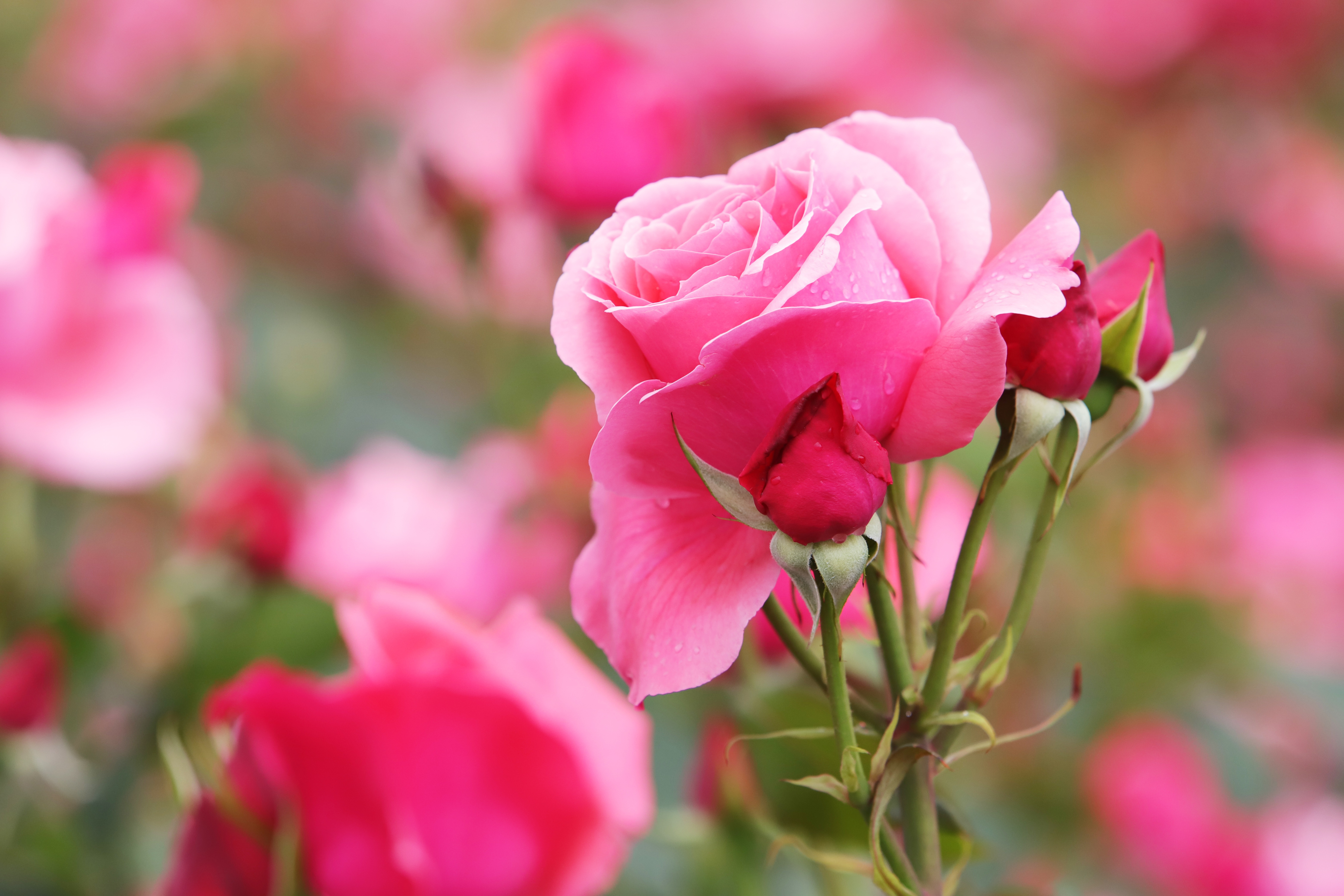 Pink Flower Pink Rose 6240x4160