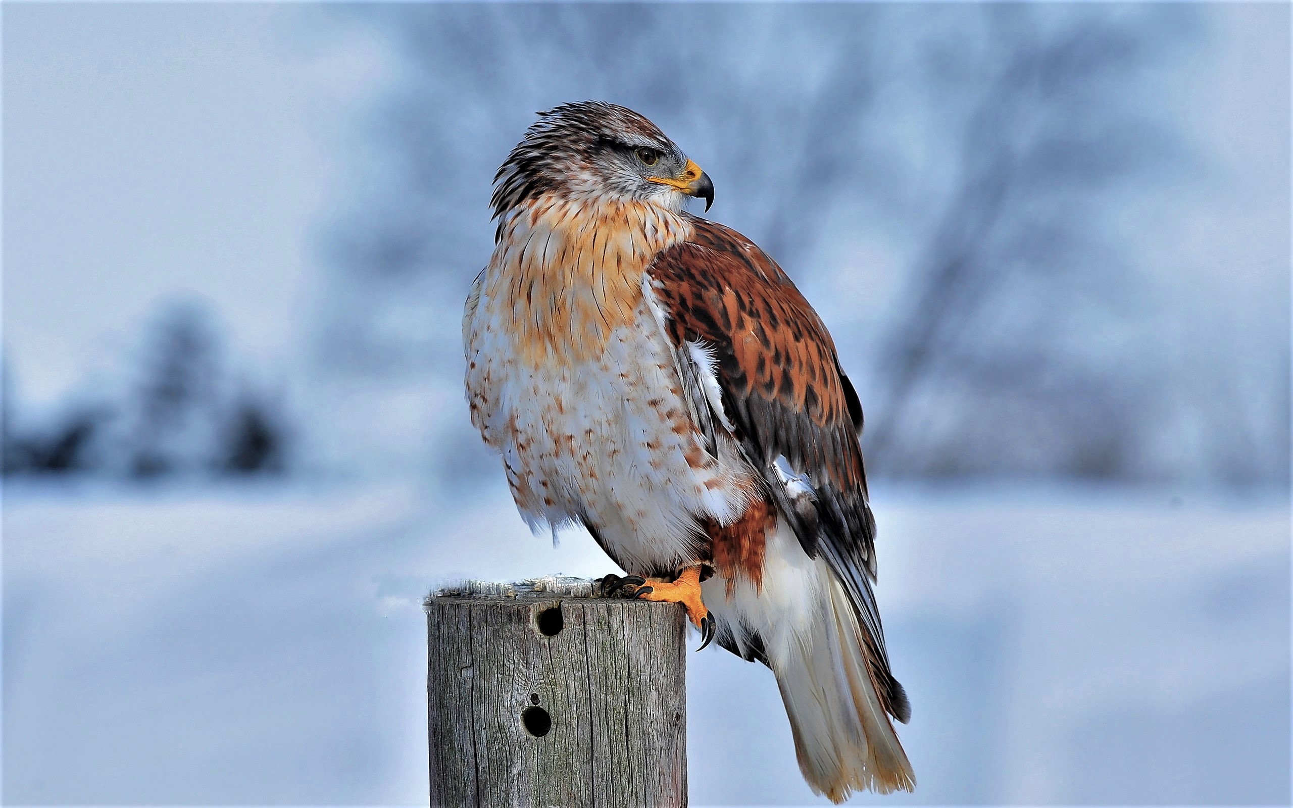 Animal Bird Bird Of Prey Ferruginous Hawk Hawk Winter 2560x1600