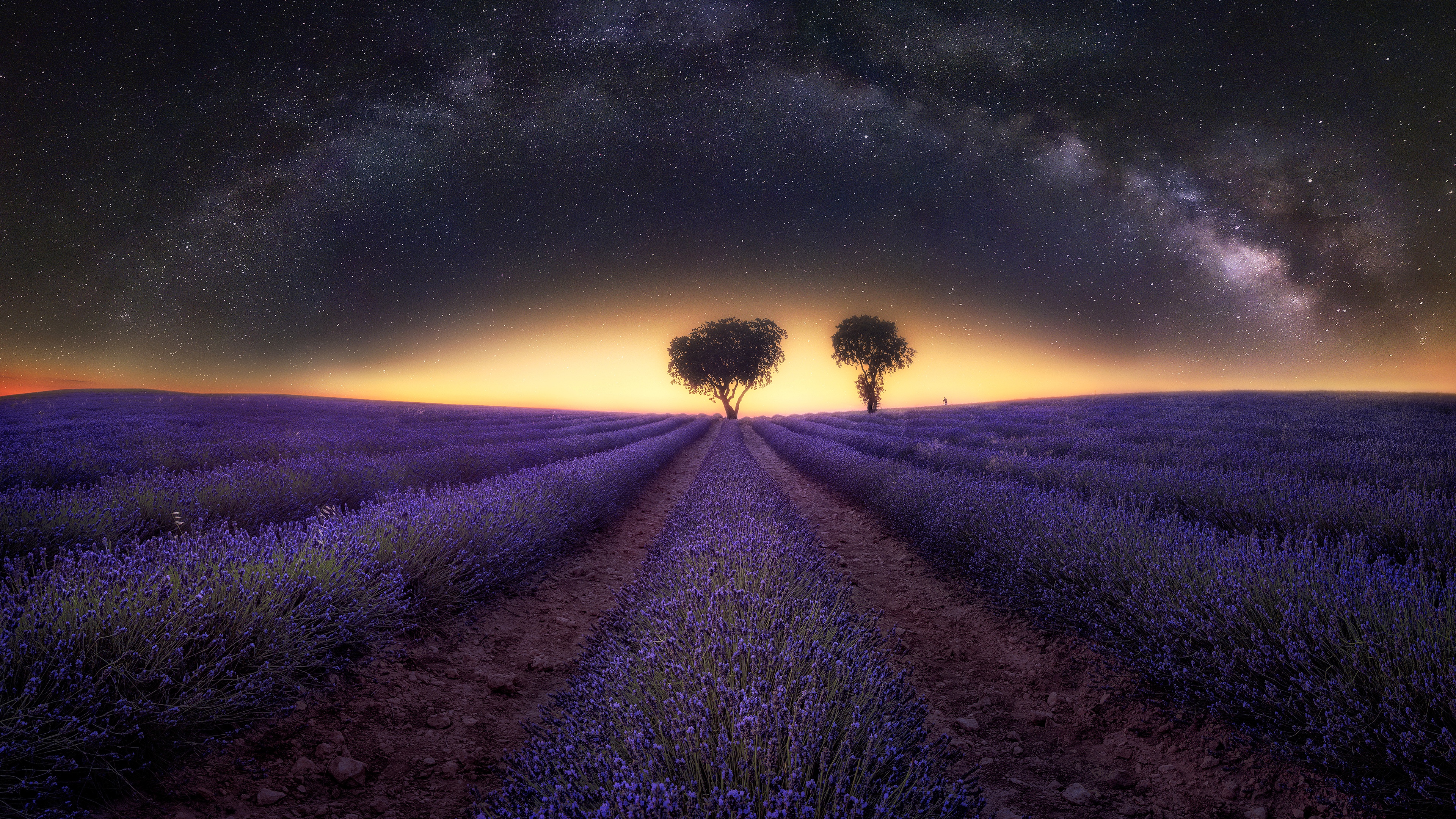 Field Flower Lavender Milky Way Night Purple Flower Starry Sky Stars Tree 3840x2160