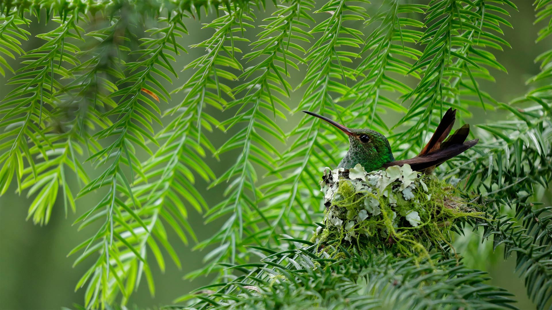Nature Birds Animals Nests Pine Trees Hummingbird 1920x1080