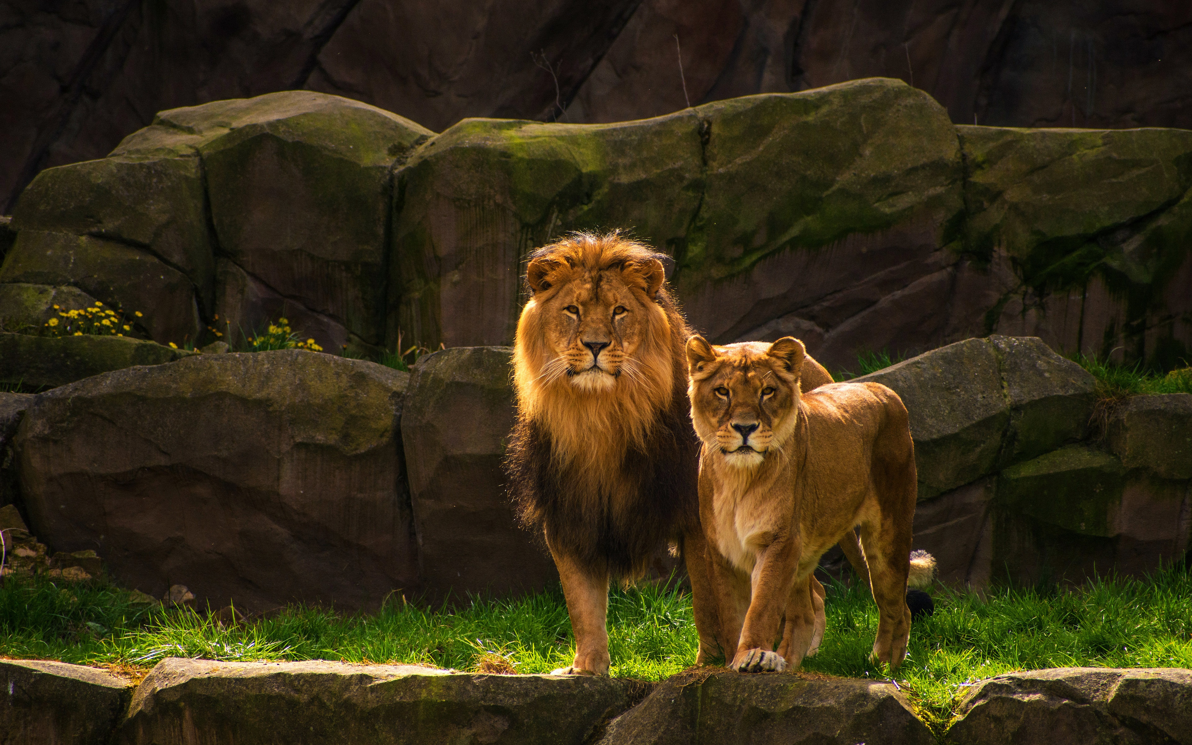 Big Cat Couple Lion Wildlife Predator Animal 3840x2400