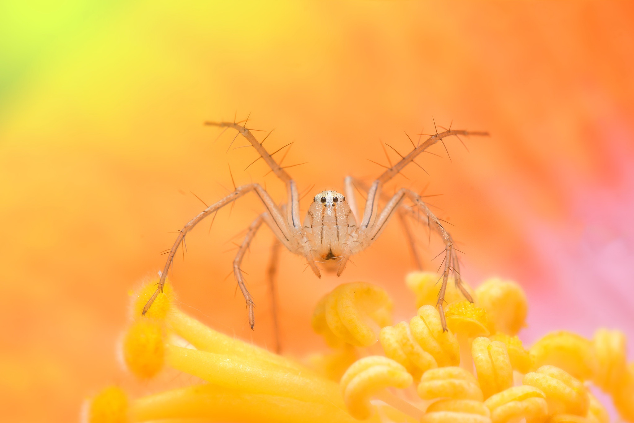 Animal Spider 2047x1366